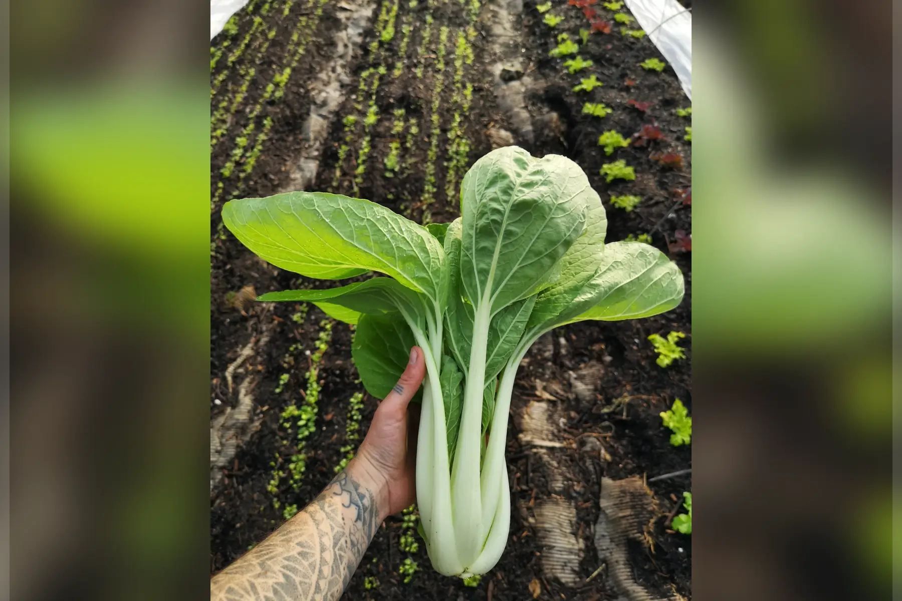 chou pak choi