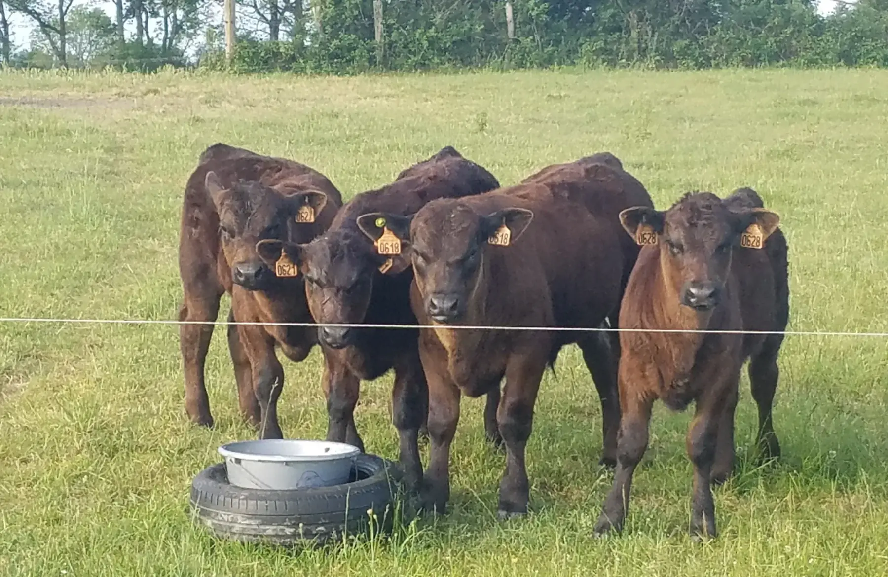 colis de viande de veau de race angus