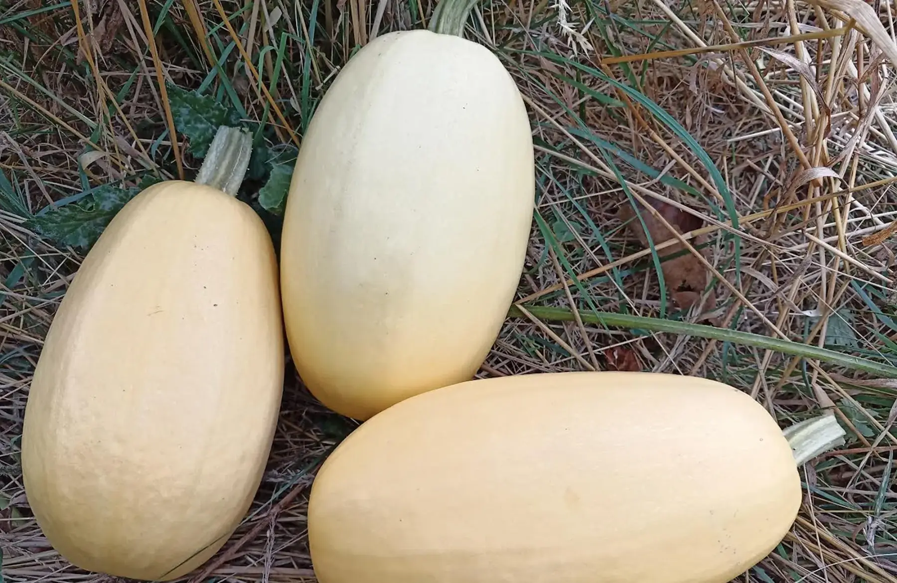courge spaghetti unité