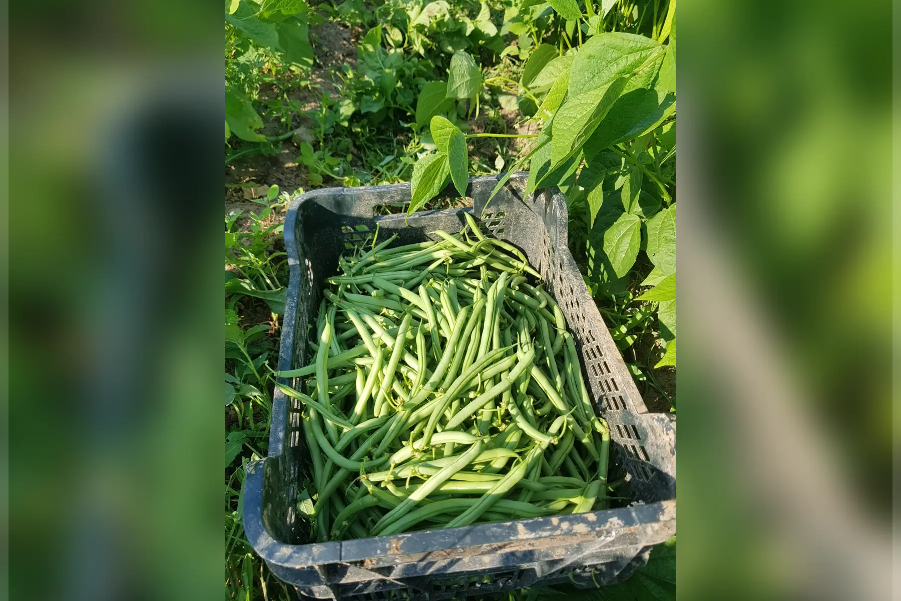 gros haricot vert (1kg)