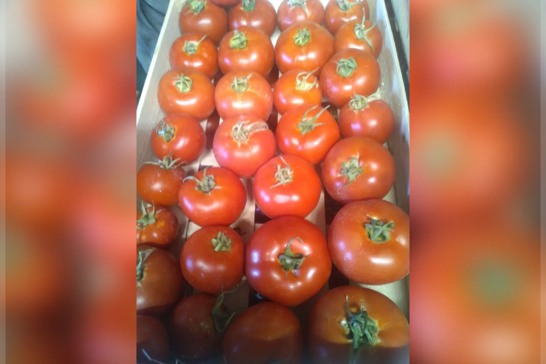 tomate ronde en plateau 1rang