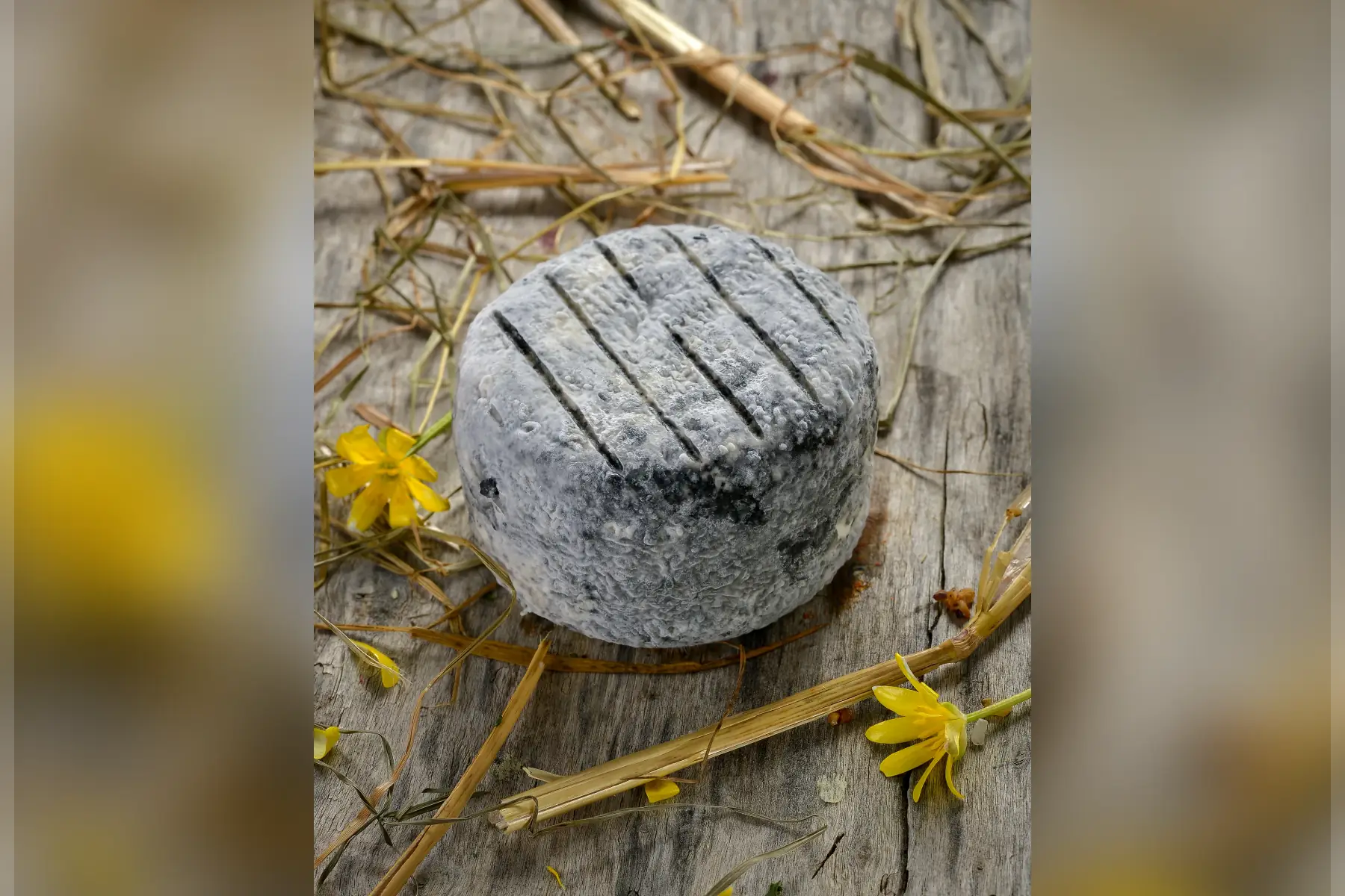 petit perche cendré