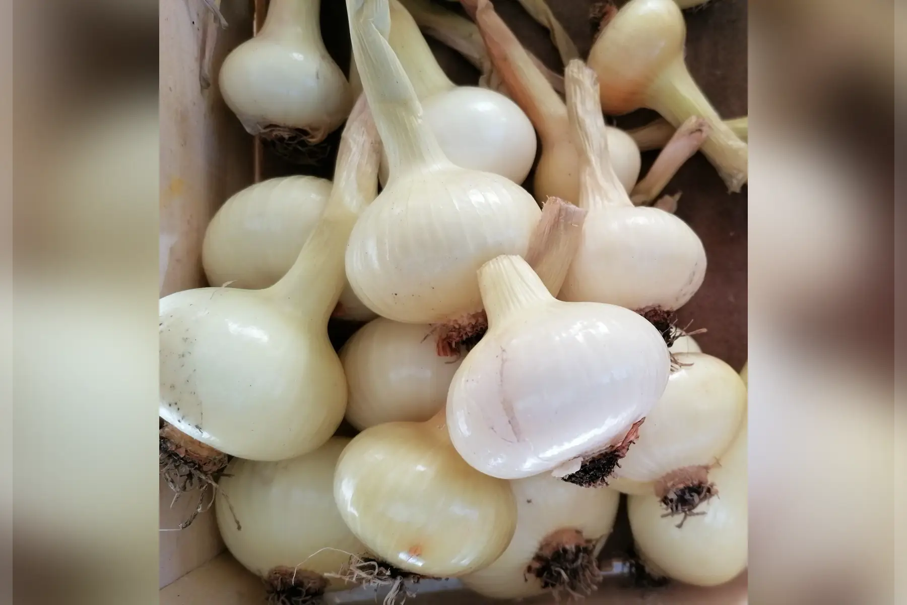 Oignon blanc sec