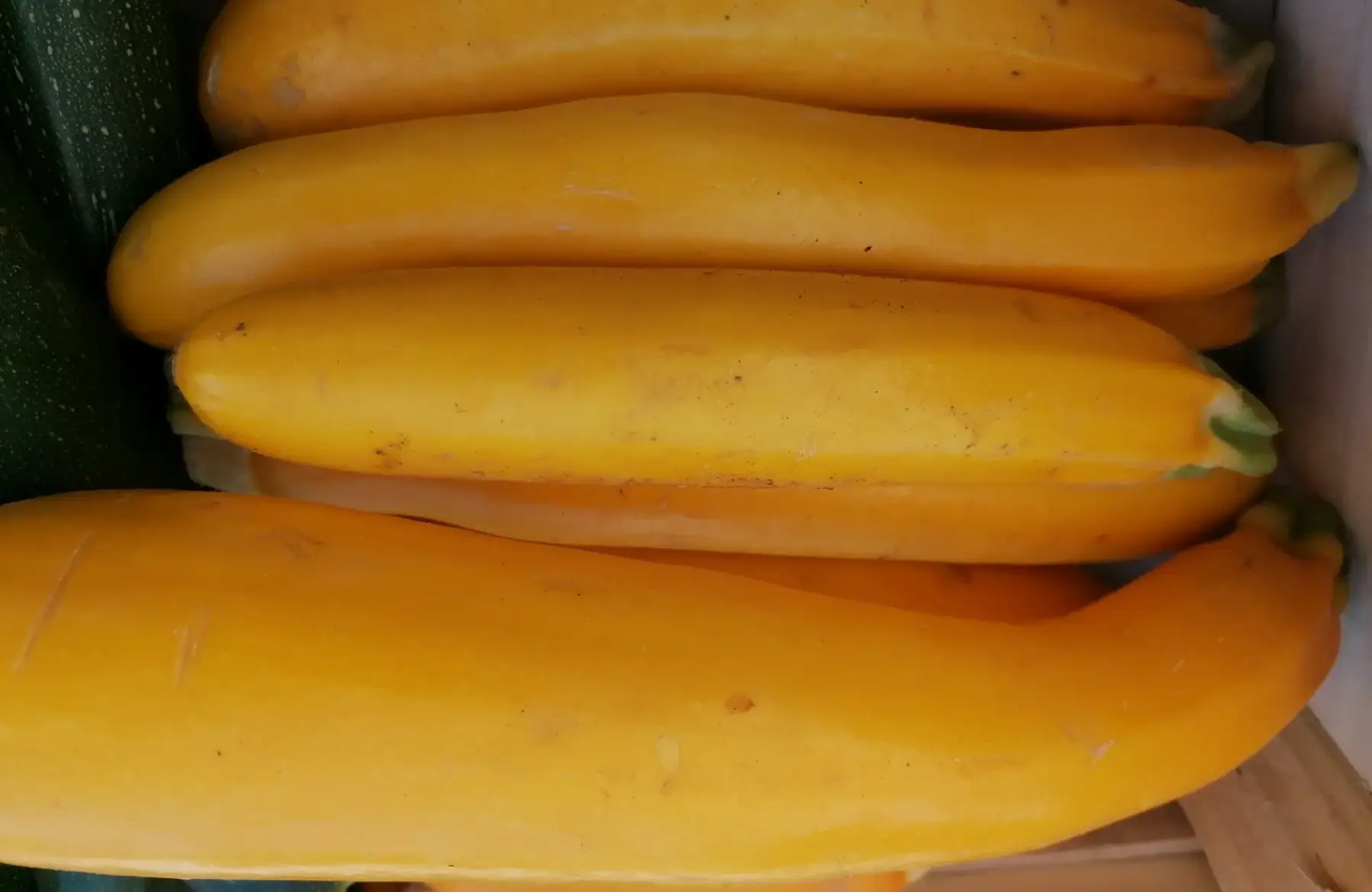 courgette jaune 500g