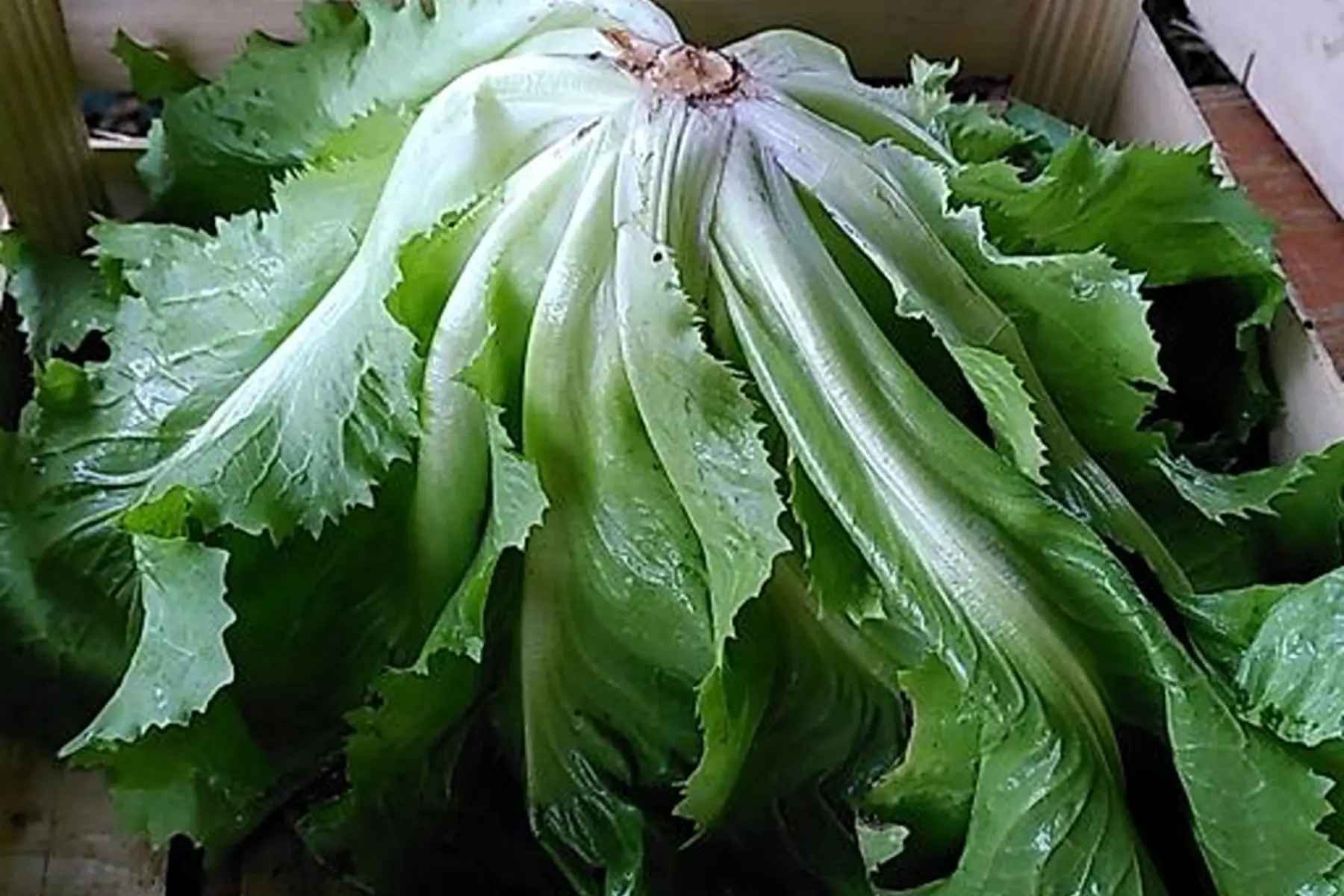 salade chicorée