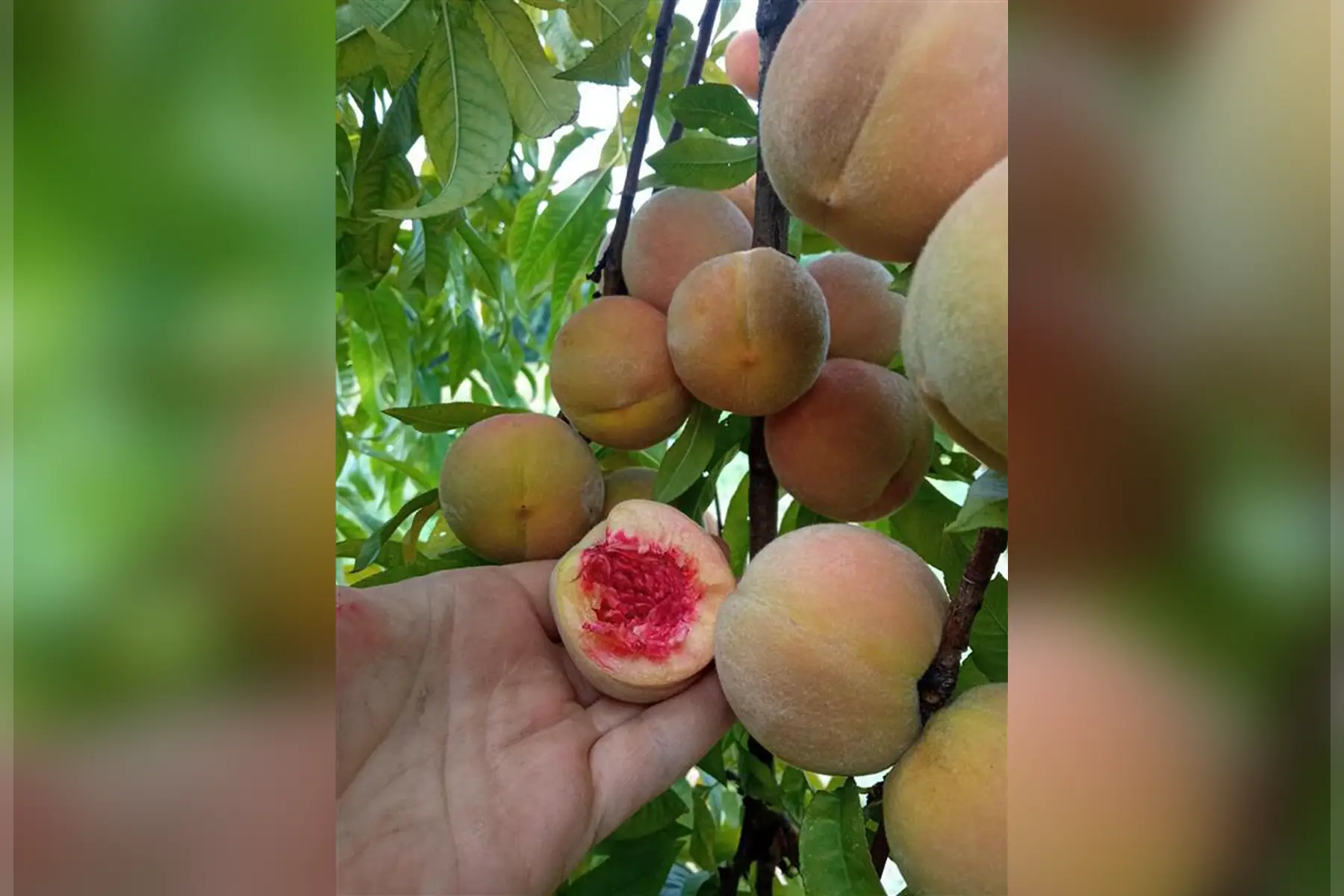 pêches de vigne