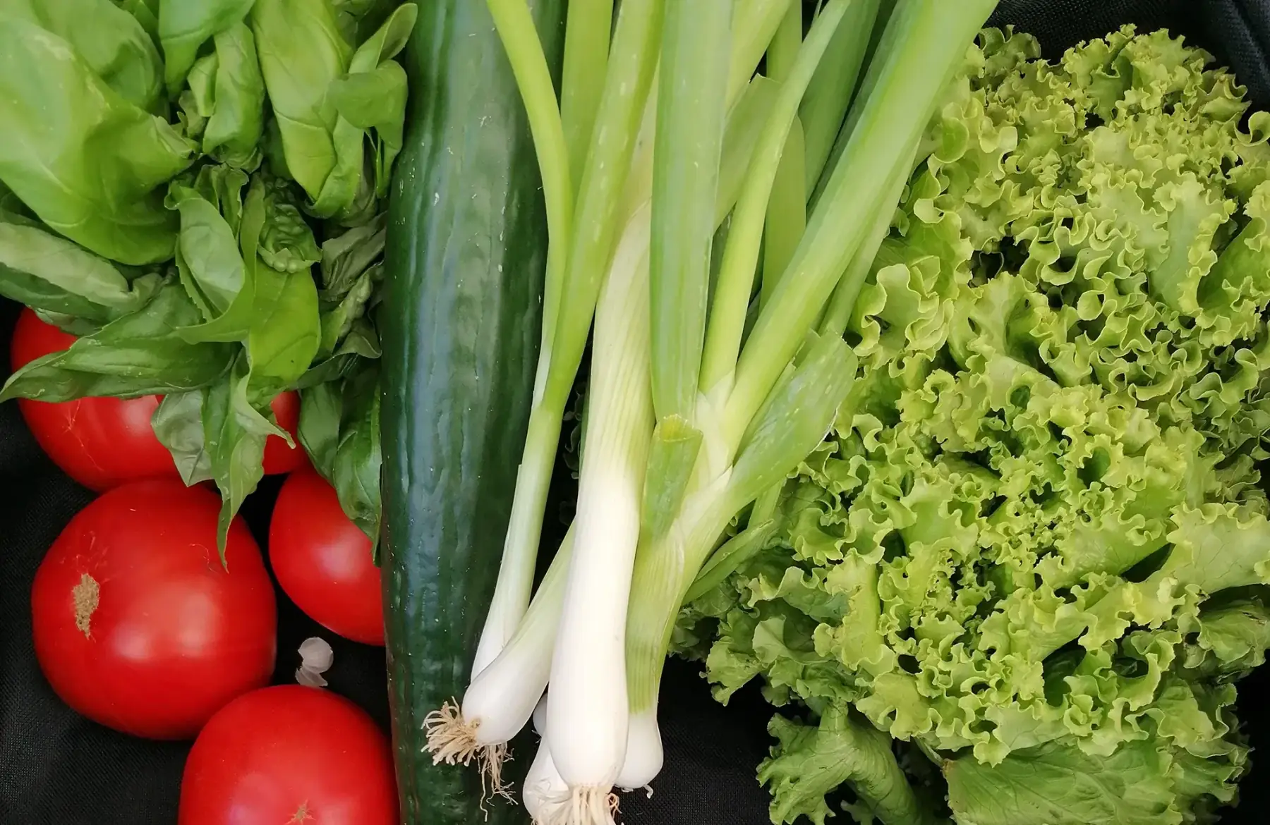 panier salades fraicheur