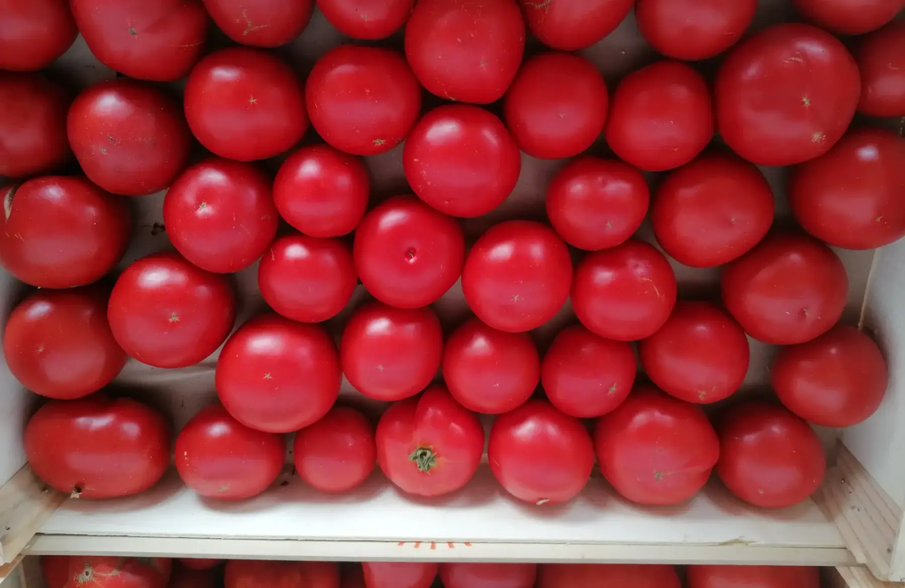 tomates rondes - plateau 3kg