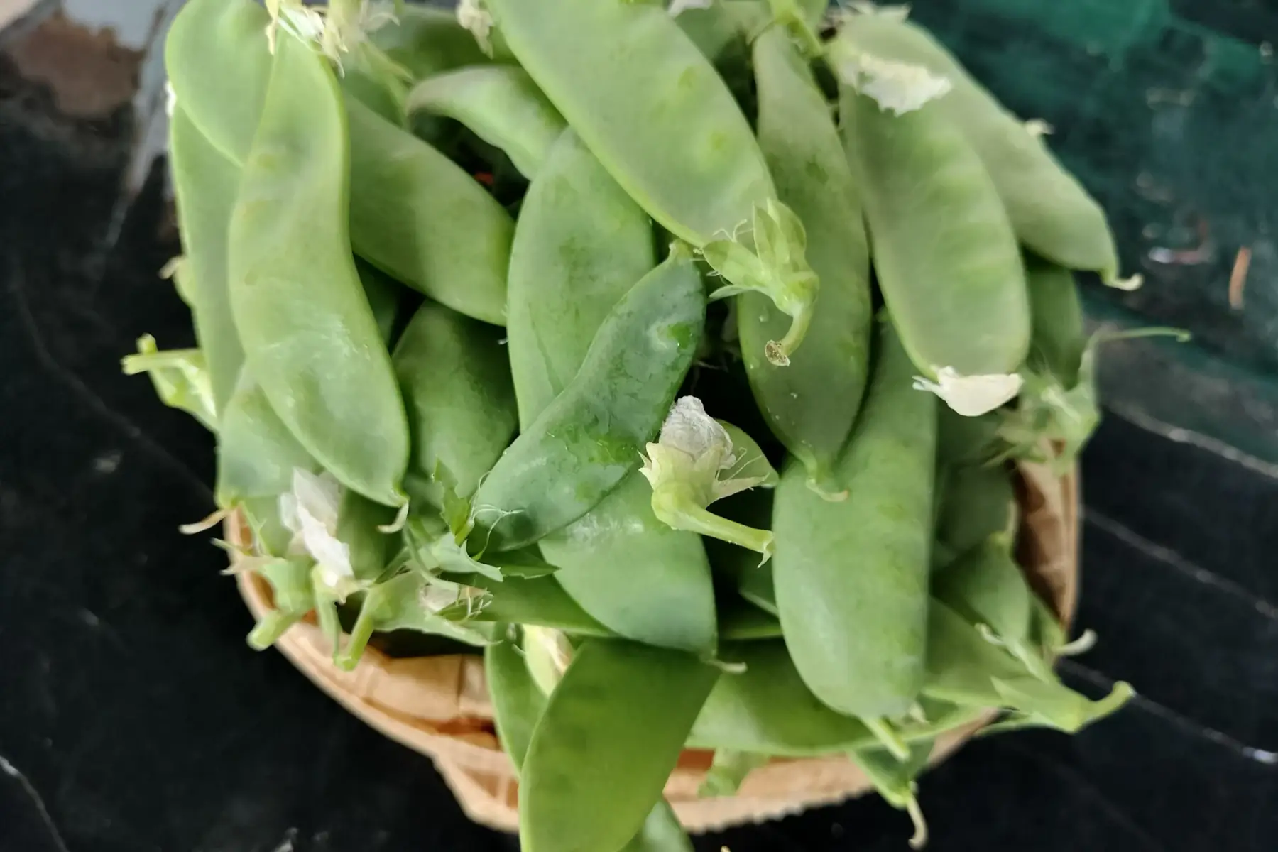 mange tout