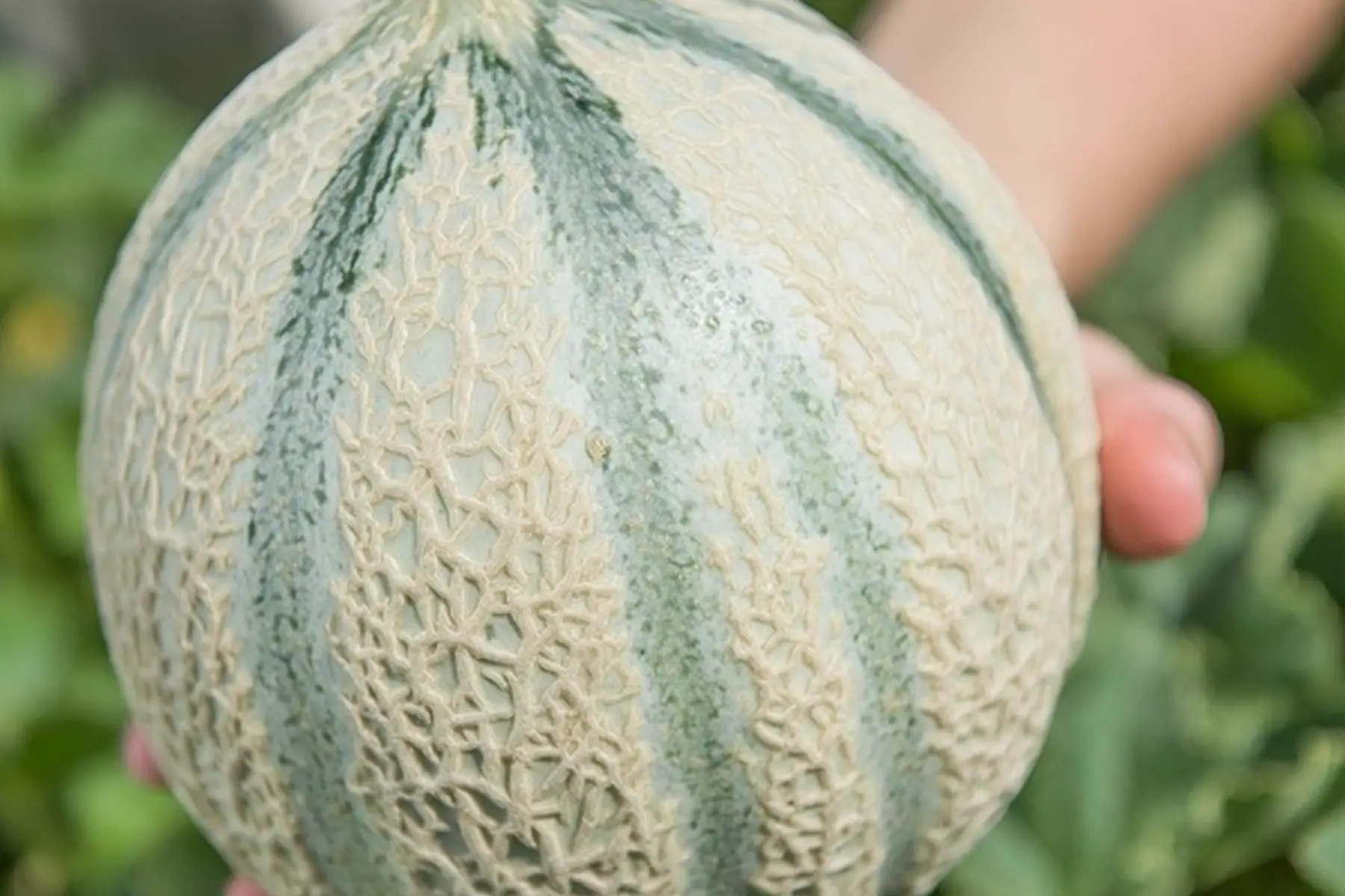 Melon charentais