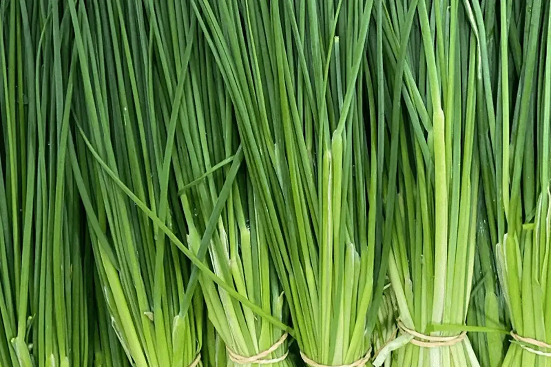 bouquet de ciboulette