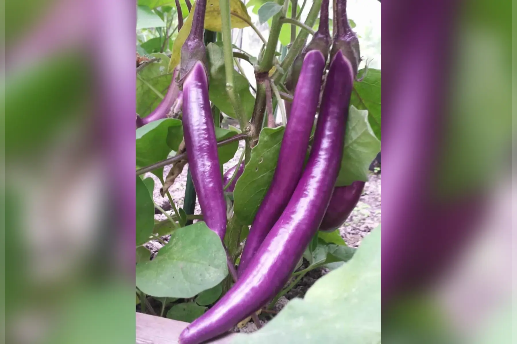 Aubergine - Pickling 500g