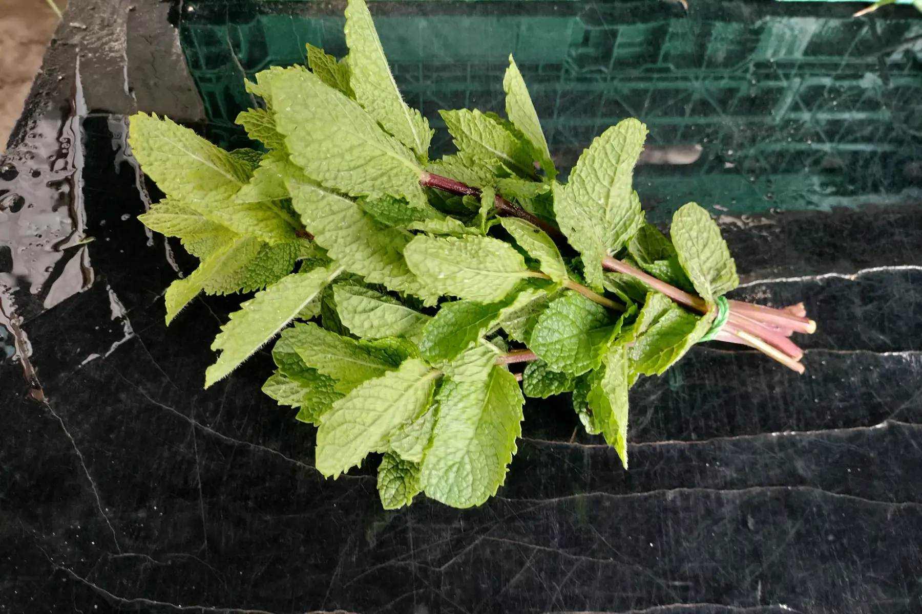 menthe marocaine