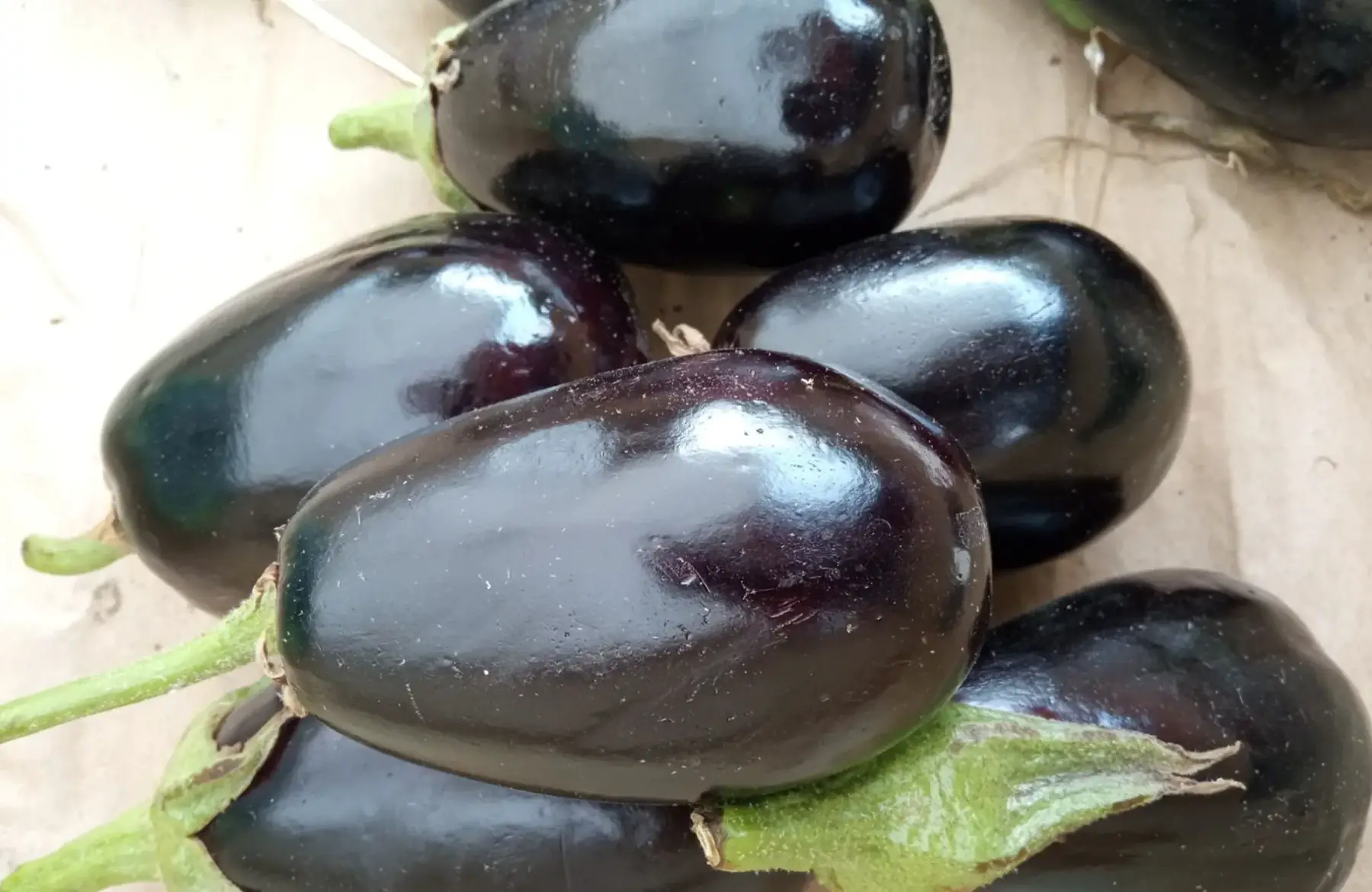 aubergine