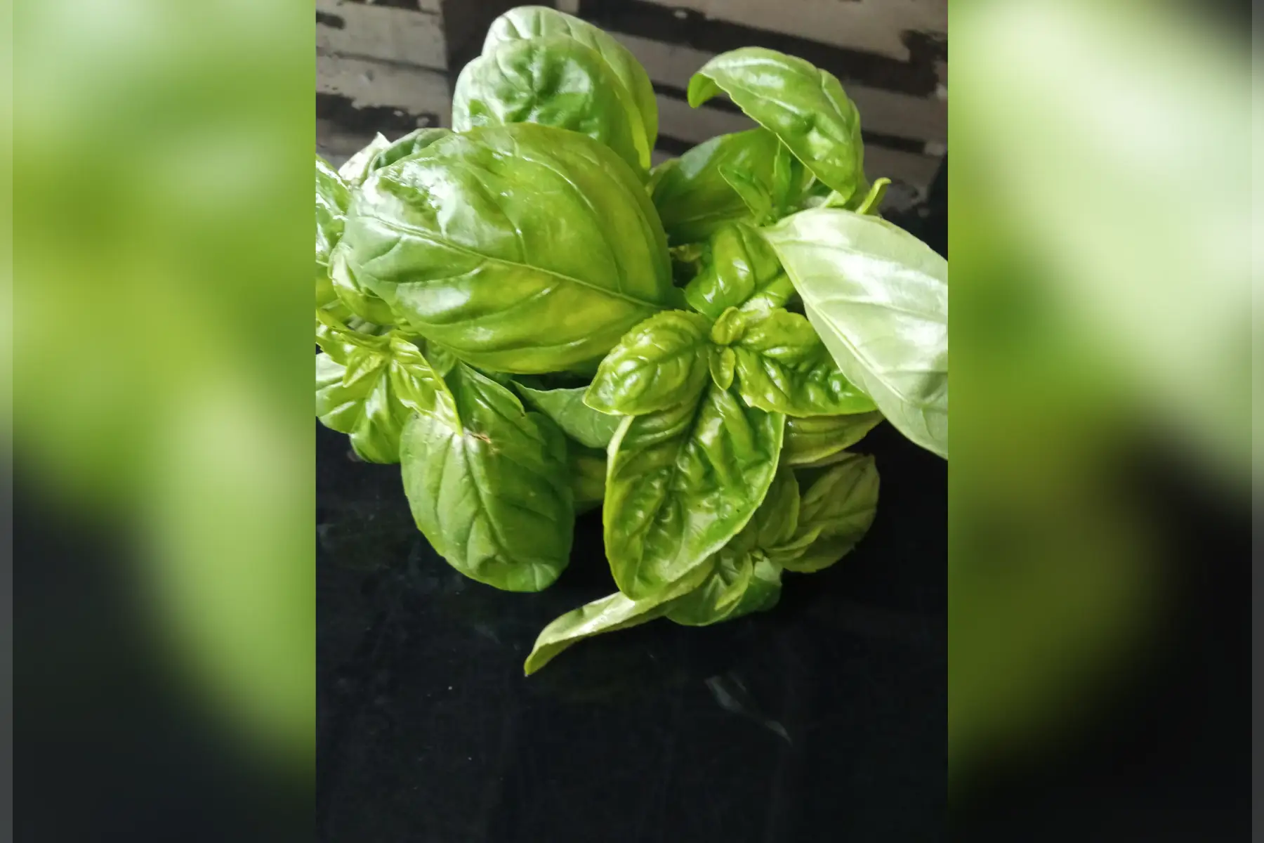 basilic vert bouquet 50g