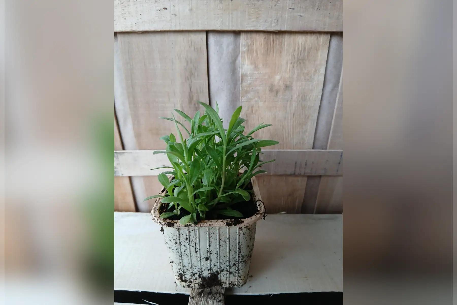 Plant d'estragon