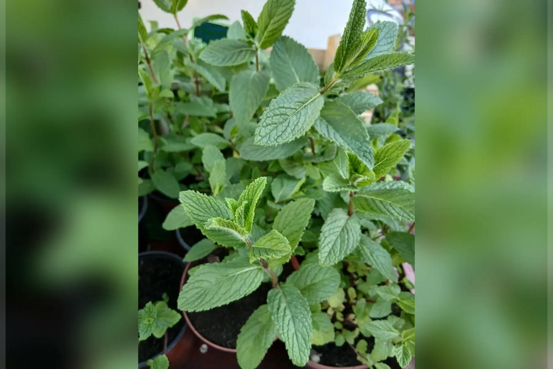 Plant de menthe