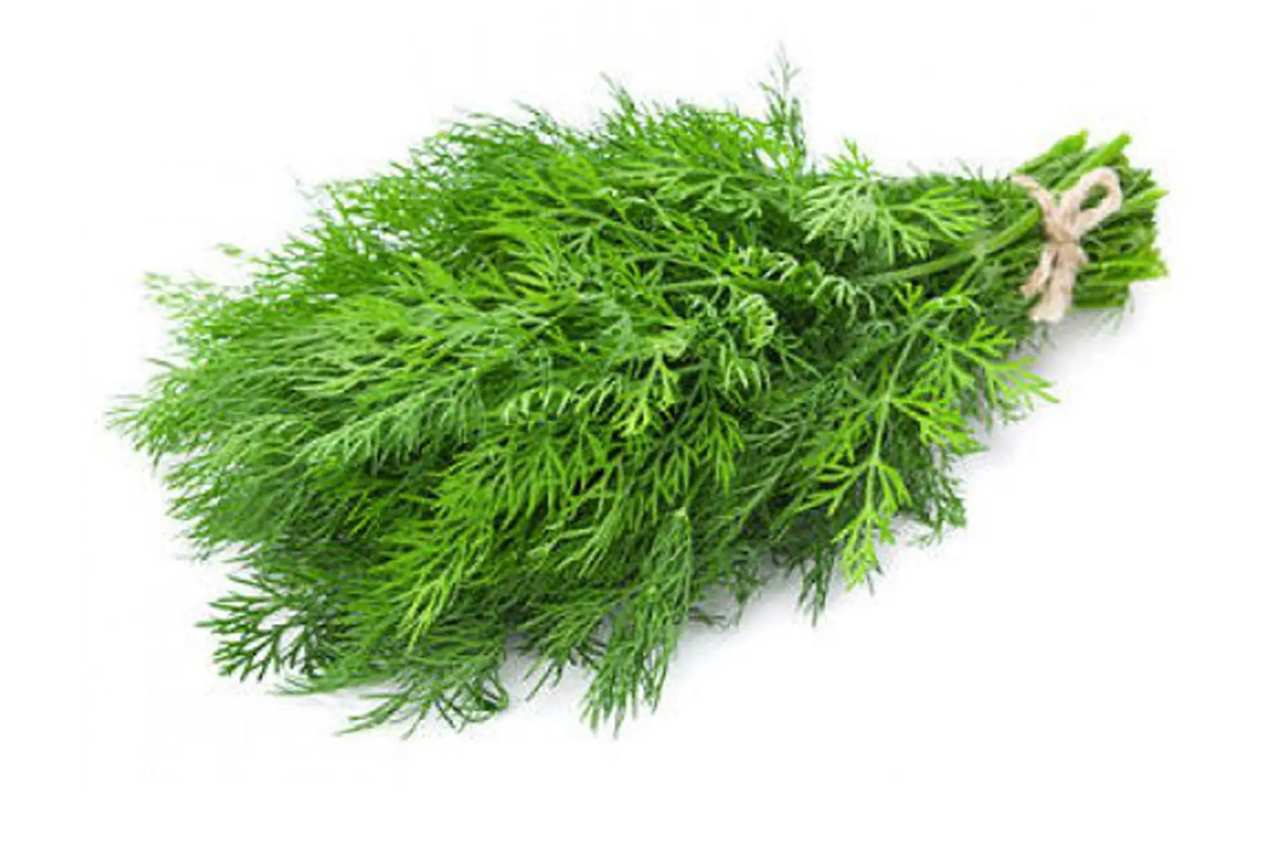 aneth frais en bouquet