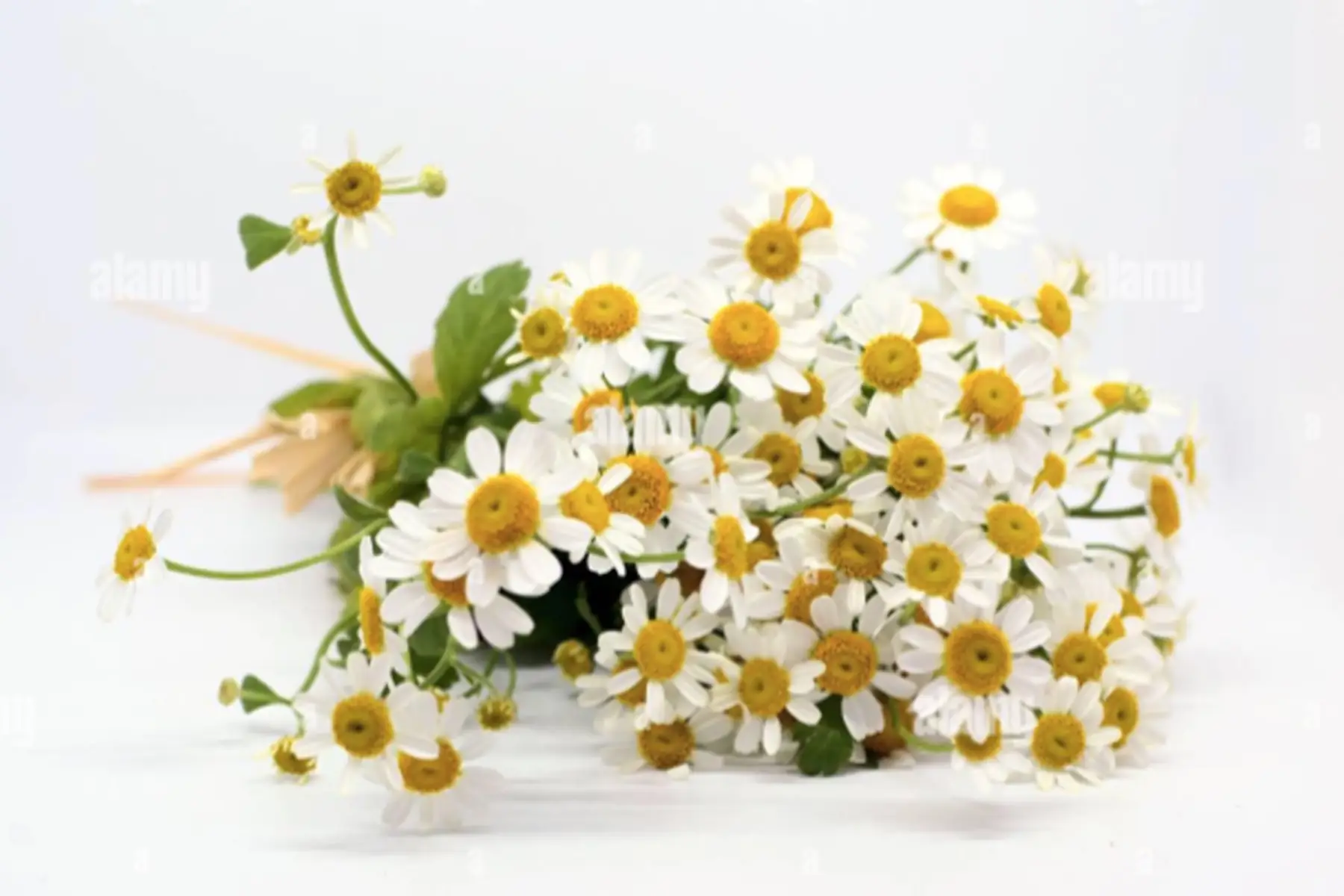 camomille fraîche en bouquet