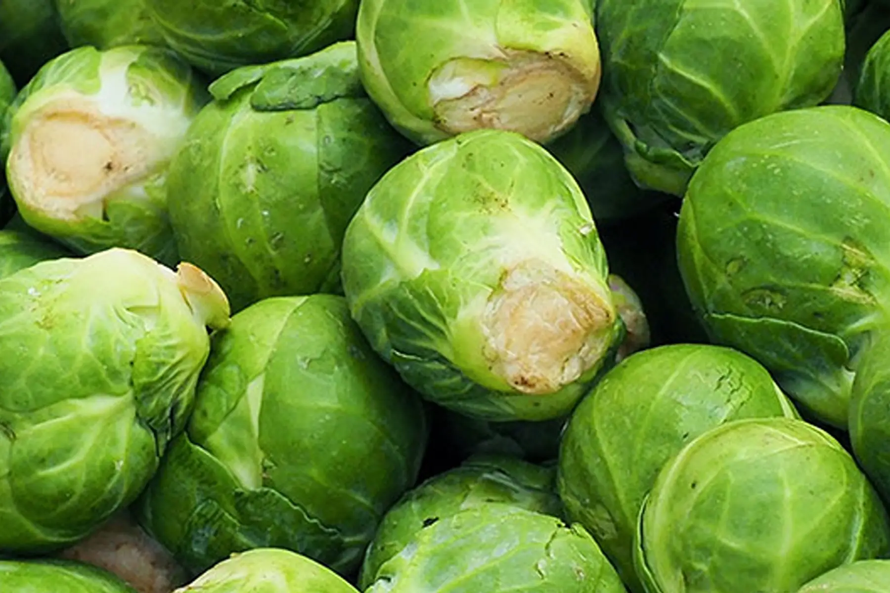 chou de bruxelles