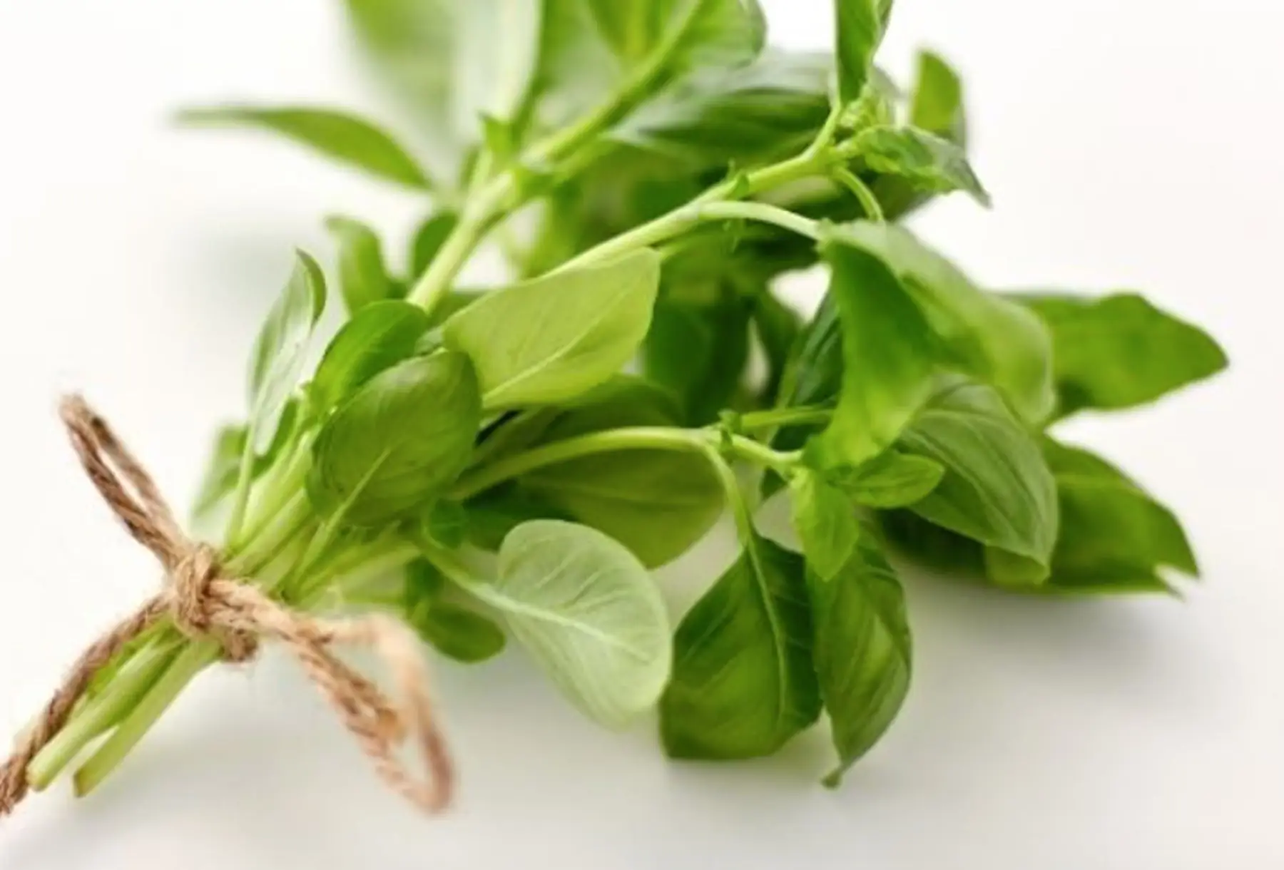 basilic citron frais en bouquet