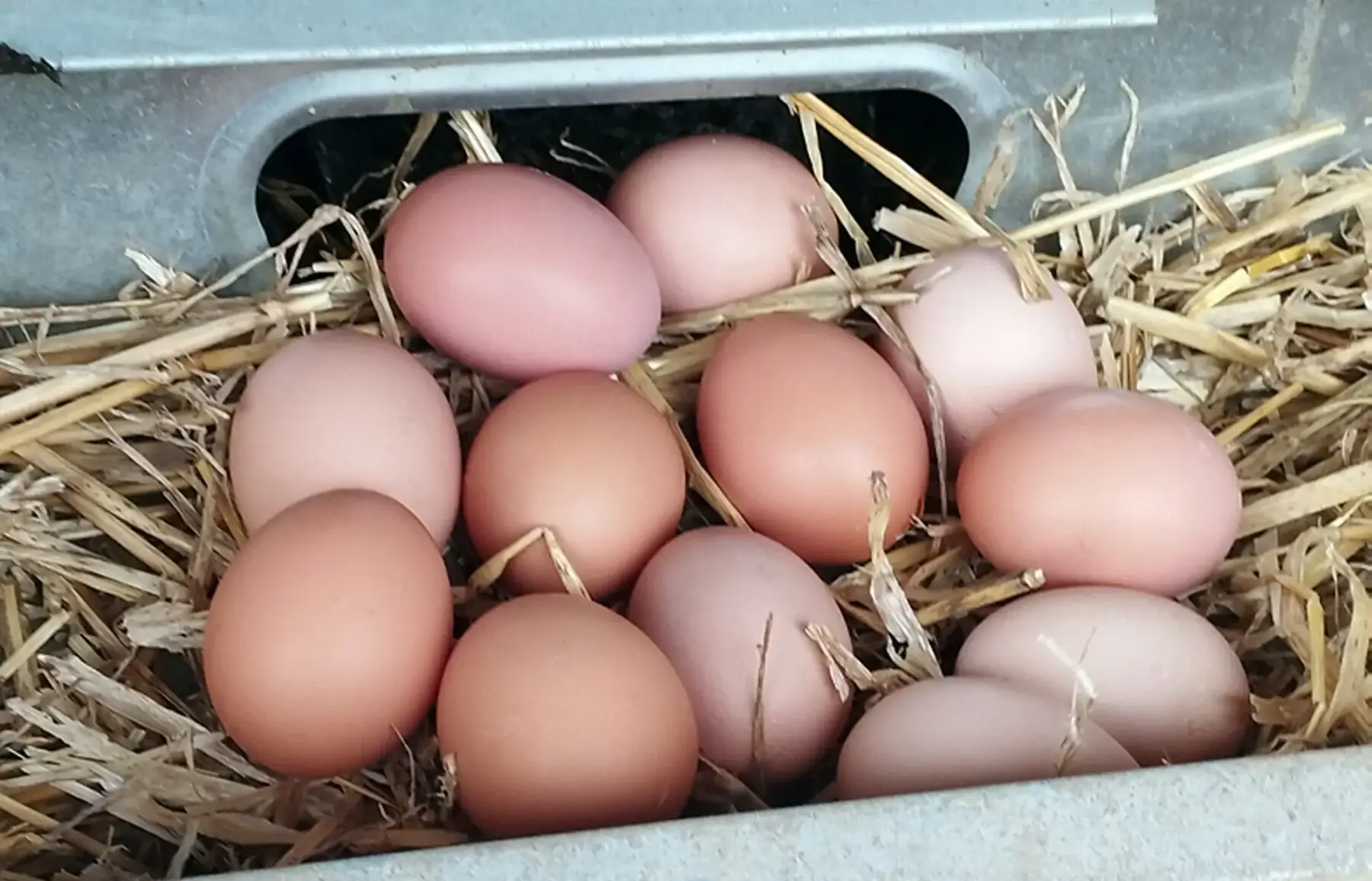 12 œufs bio agroforestiers