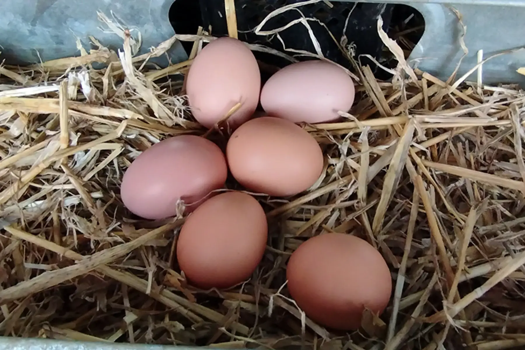 6 œufs bio agroforestiers