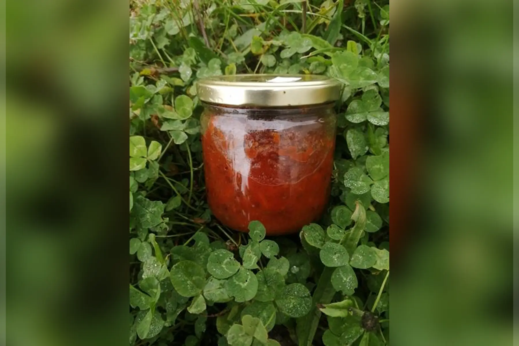 Sauce bolognaise végétale aux lentilles et tomates fraîches