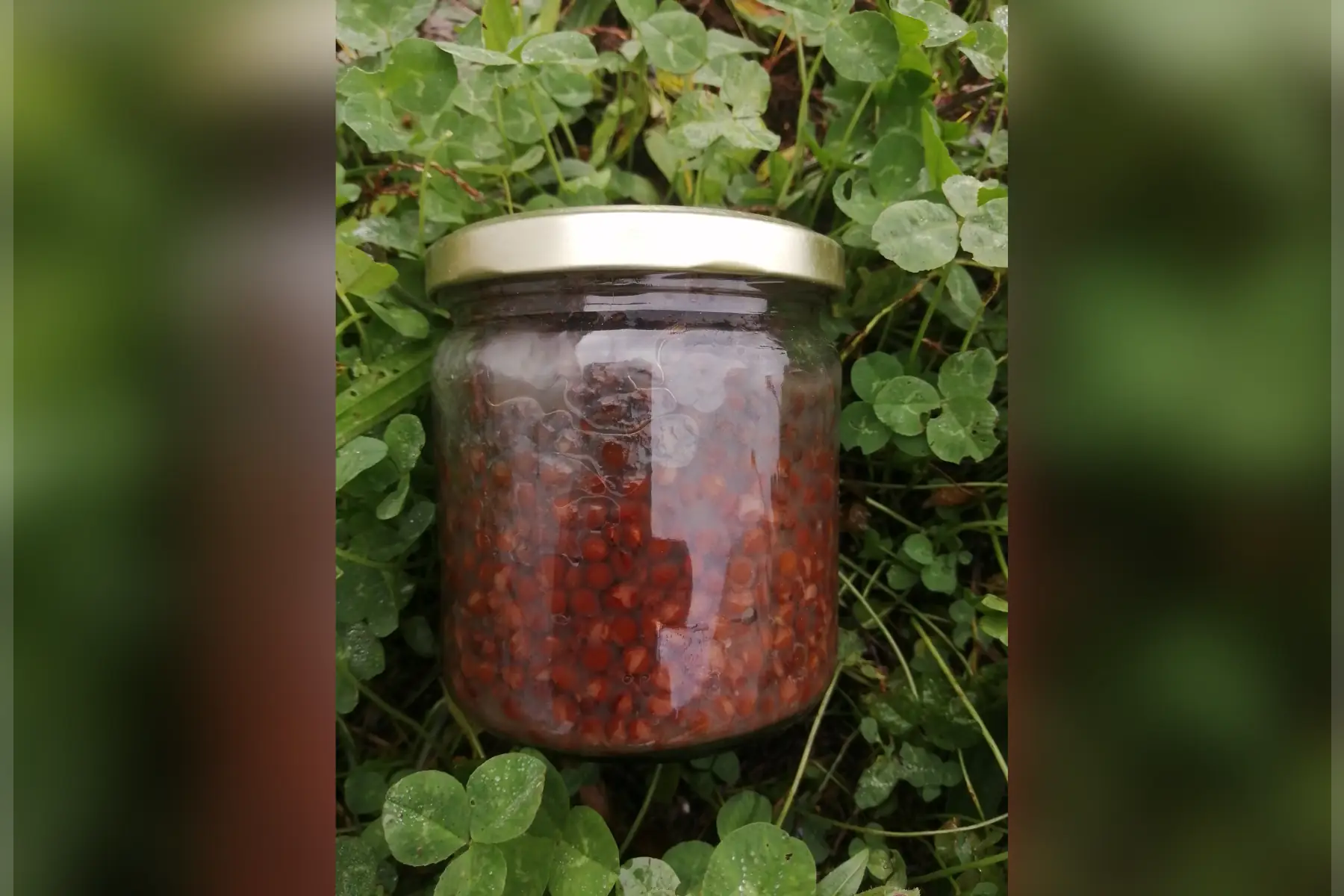 Lentilles cuisinées aux herbes