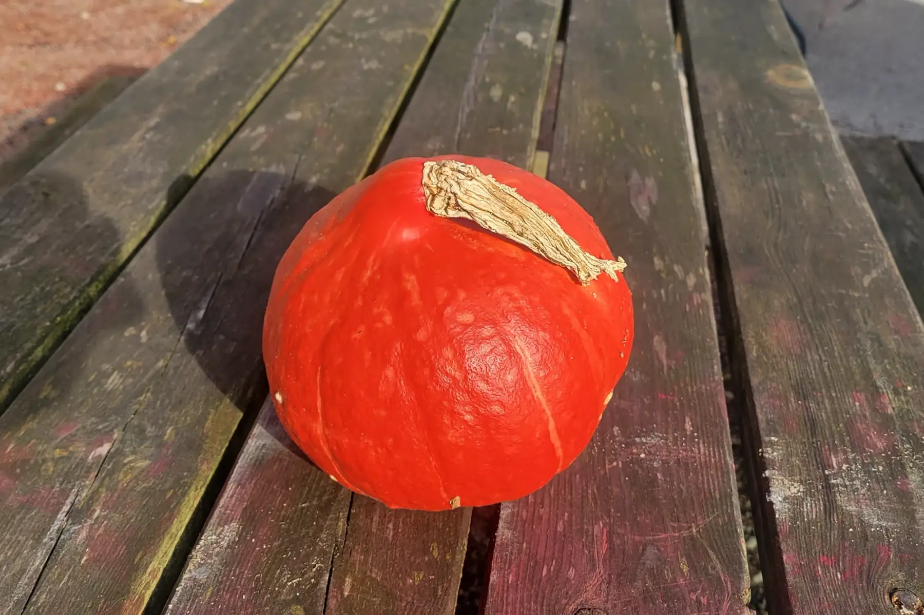 potimarron bio petit calibre