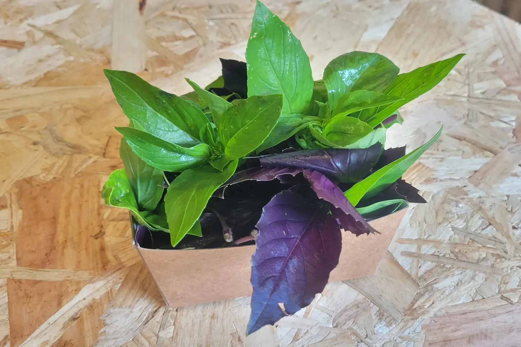 barquette de têtes de basilic bio