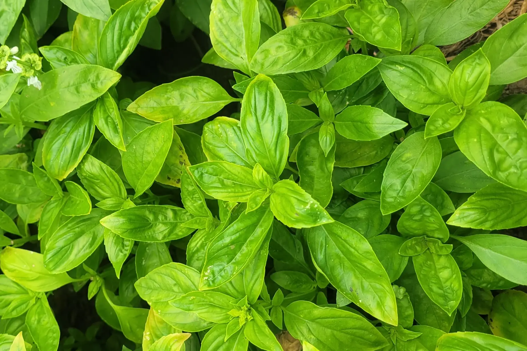 bouquet de basilic vert bio