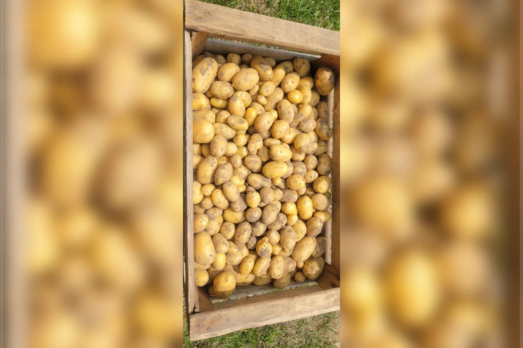 pommes de terre bio - variété margod petit calibre