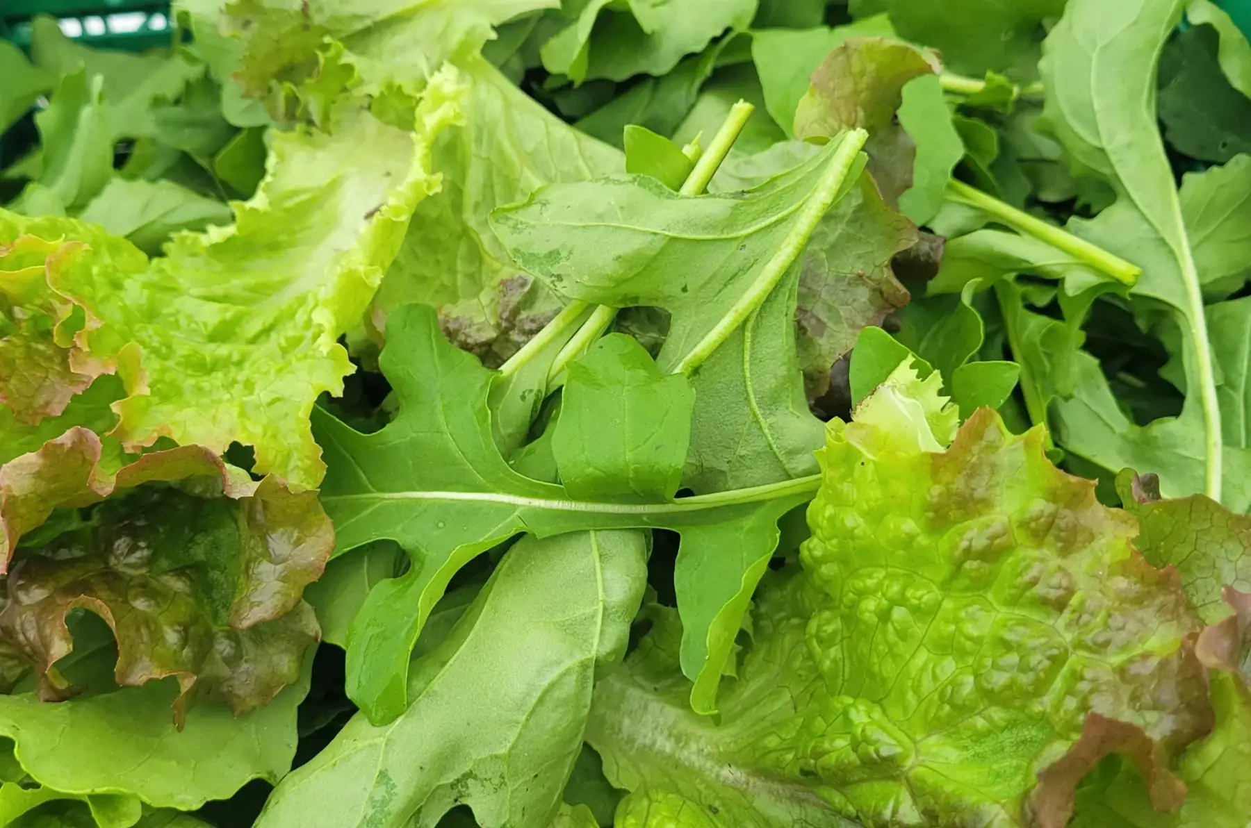 mesclun salade roquette