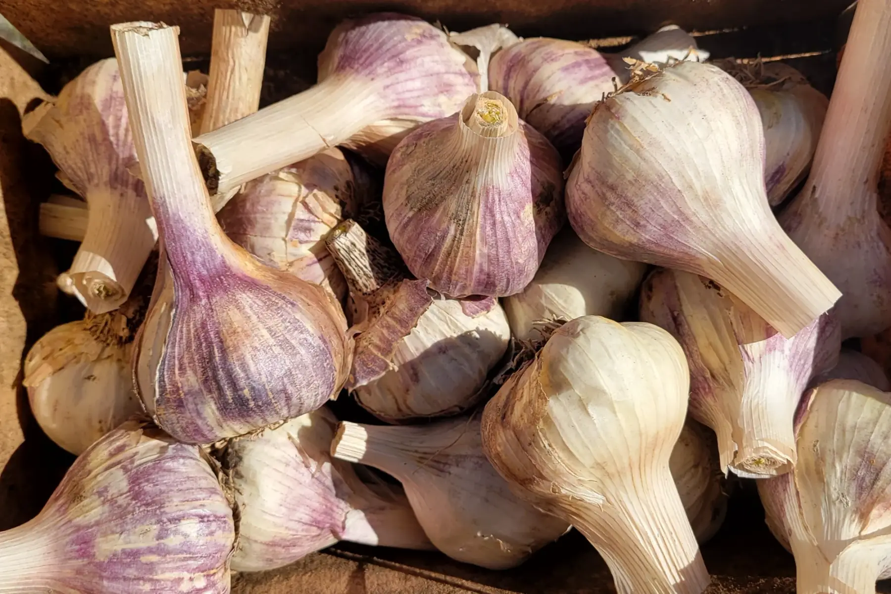 promo - ail "moche" 1kg