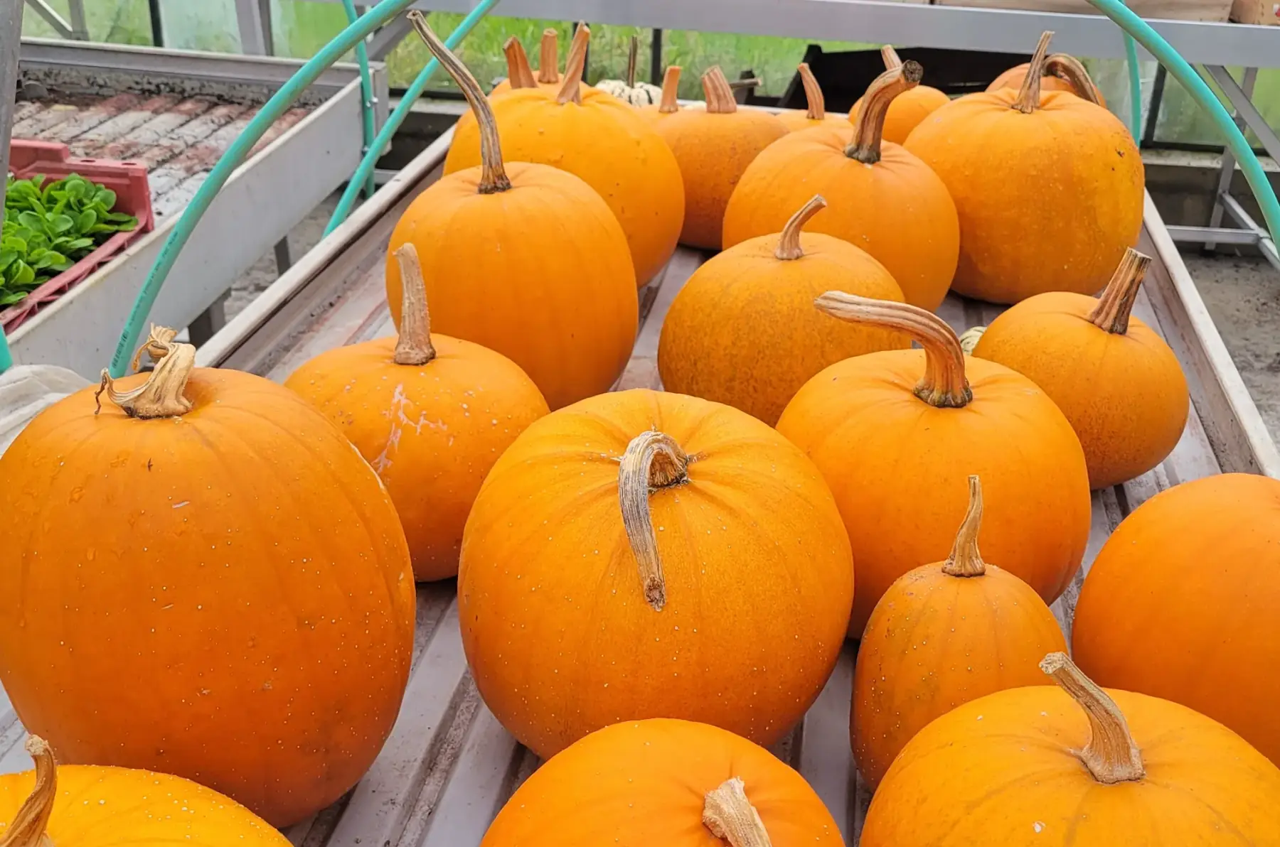 courge spéciale Halloween