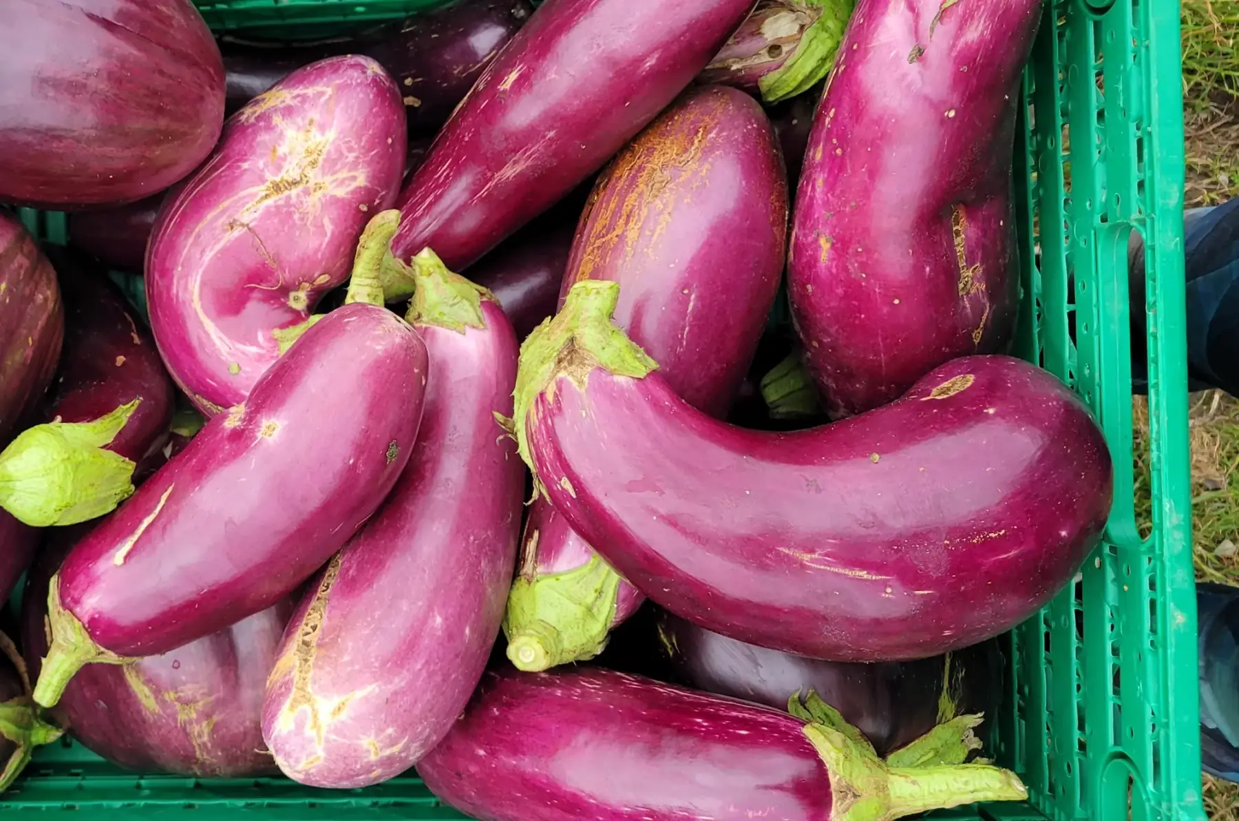 aubergines déclassées bio