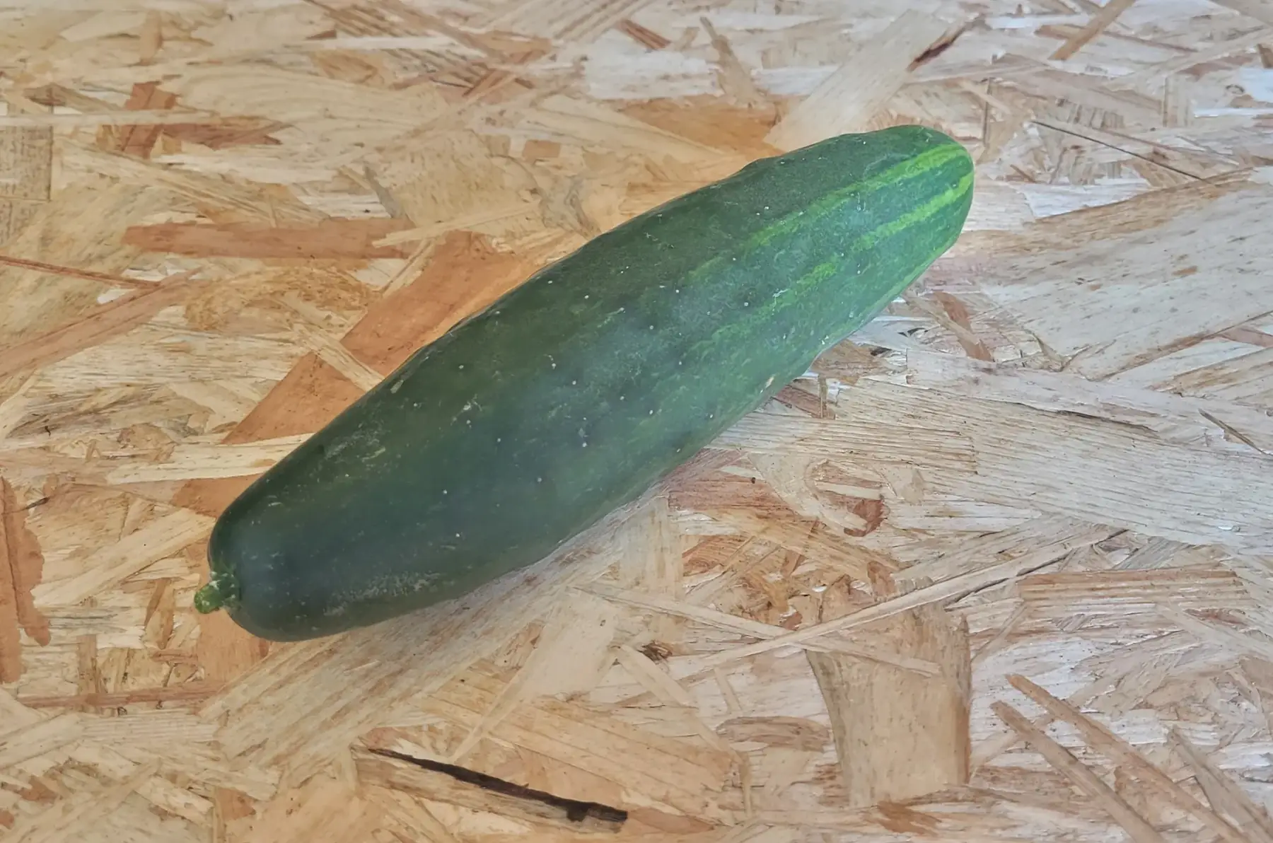 concombre court épineux bio