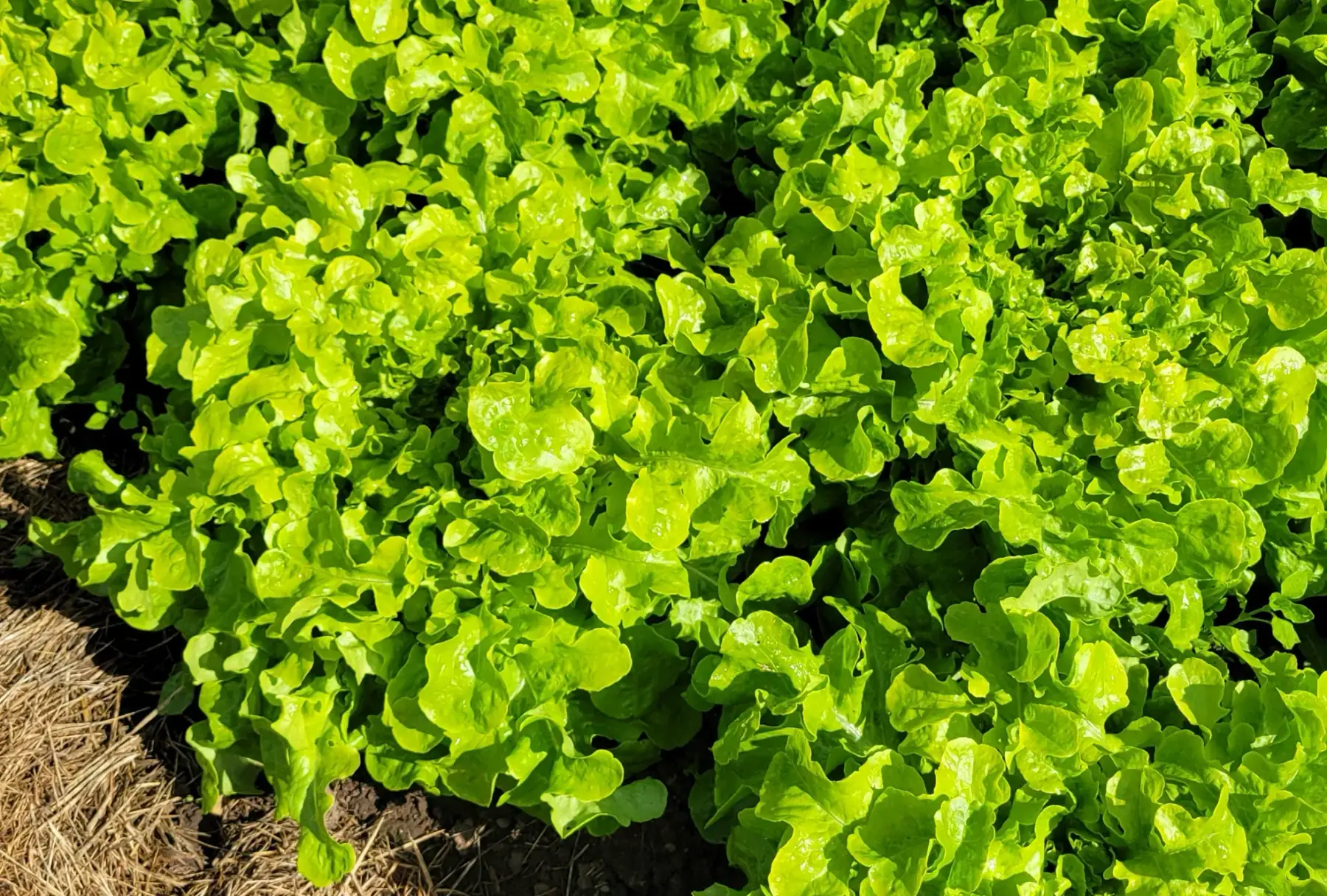 salade feuille de chêne verte bio