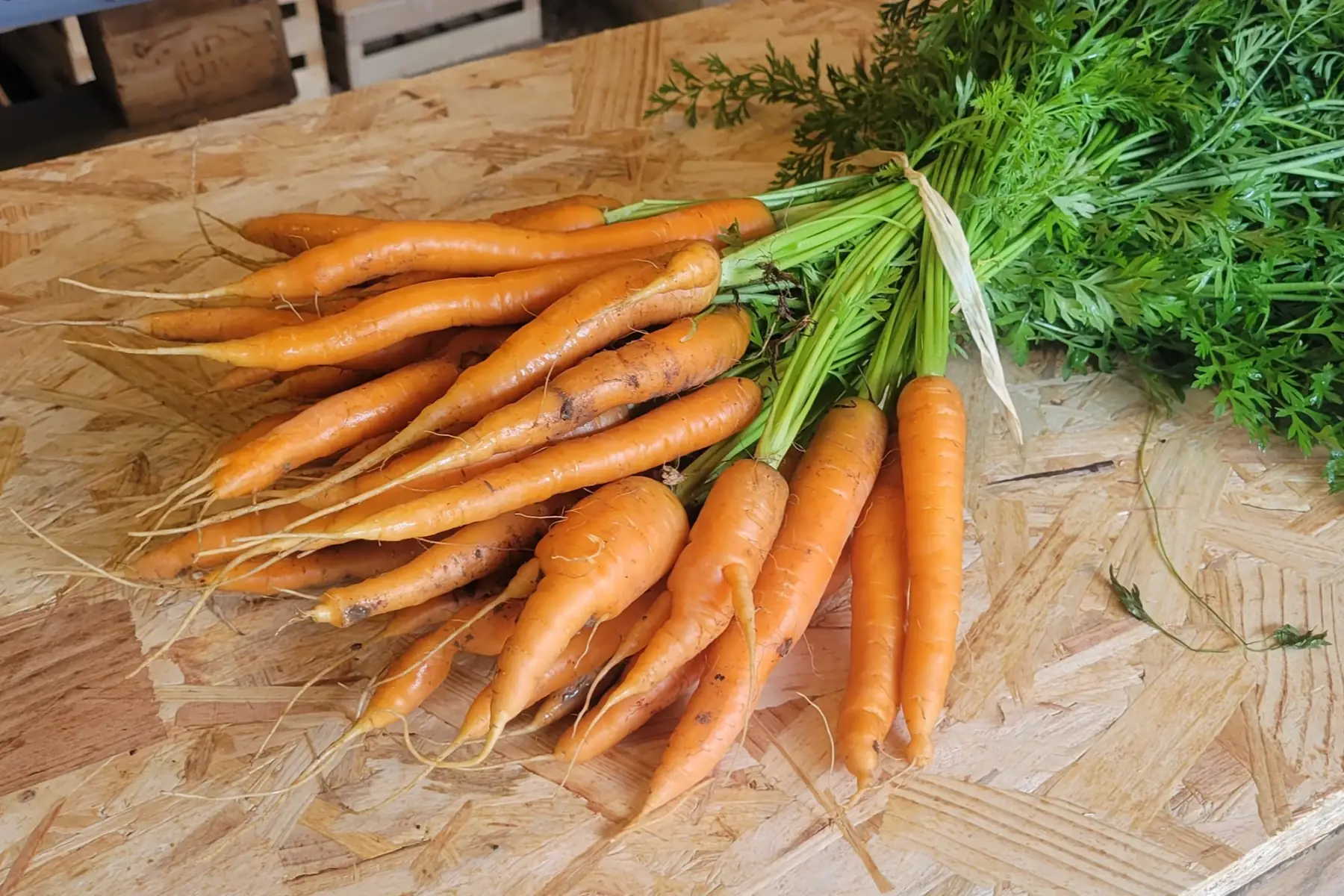 botte de carottes nouvelles bio