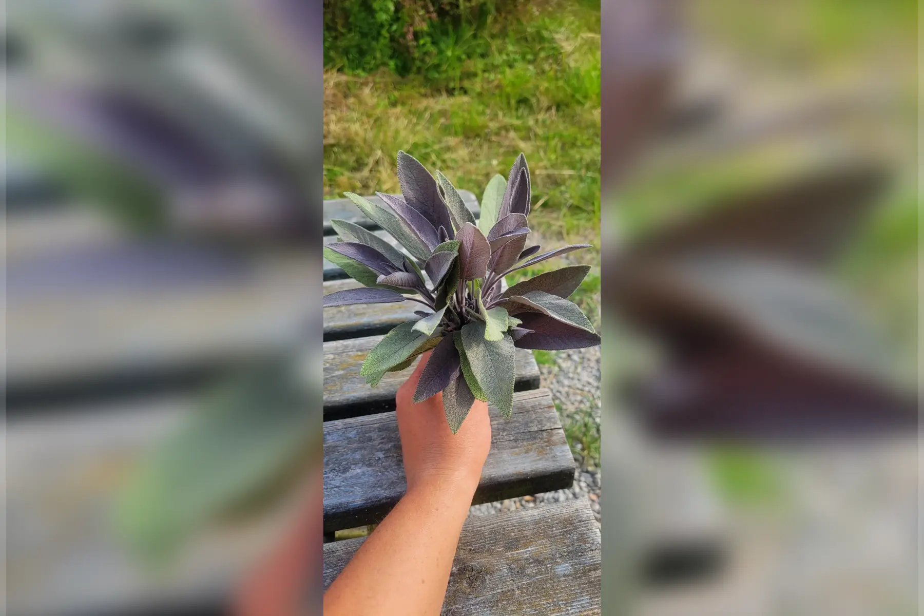 bouquet de sauge bio