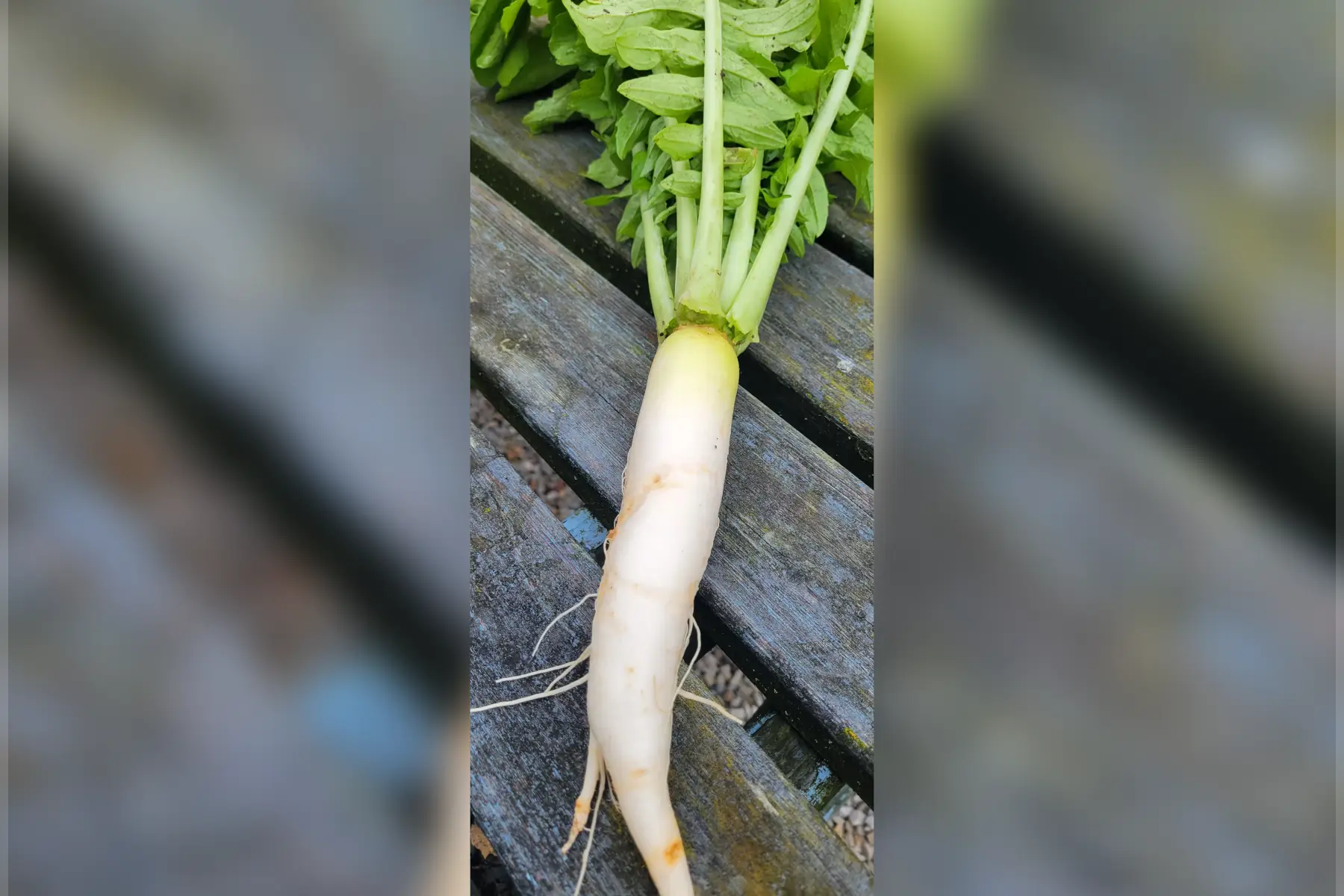 radis daïkon blanc bio