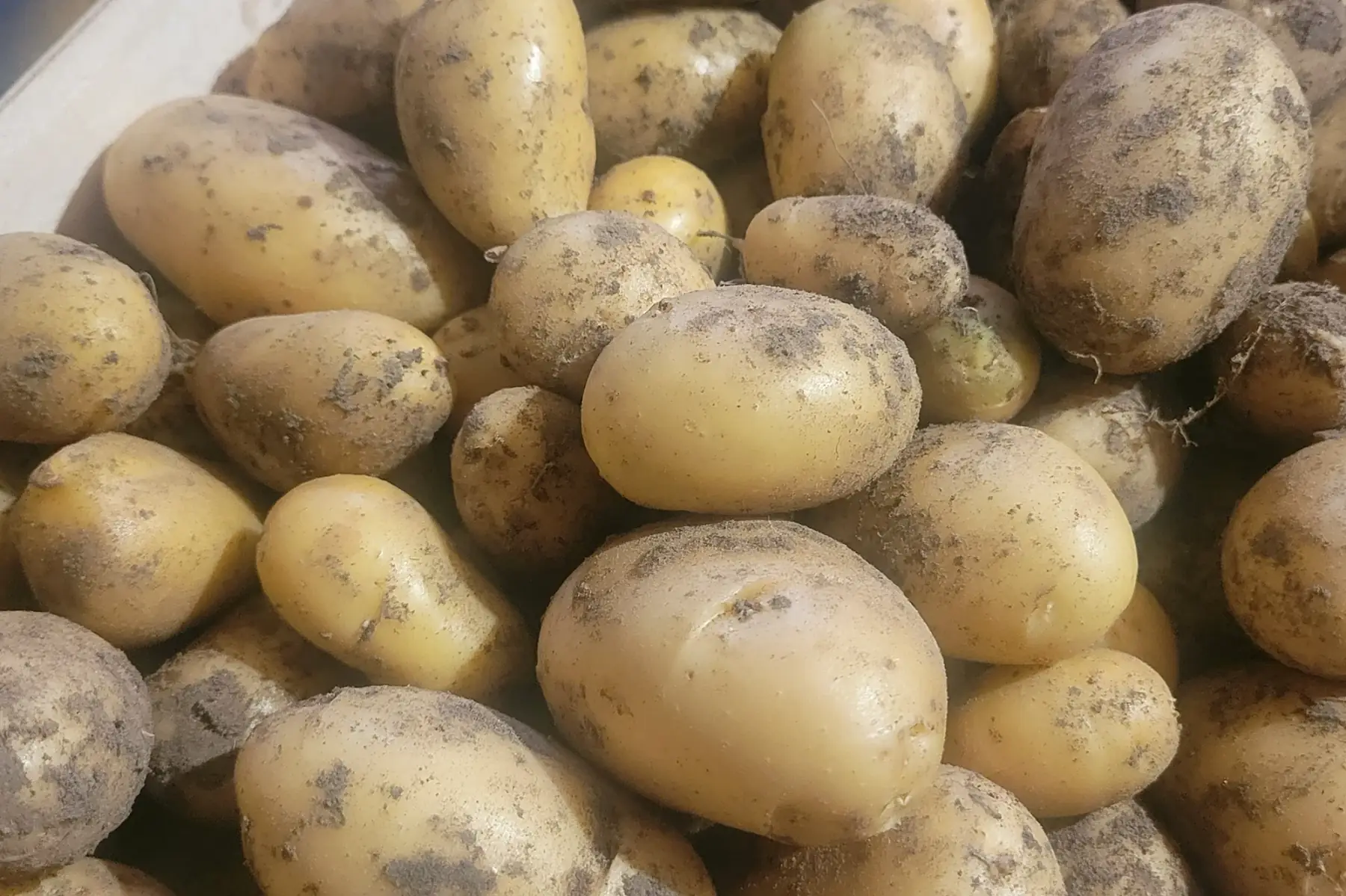 pommes de terre bio - variété margod (ferme)