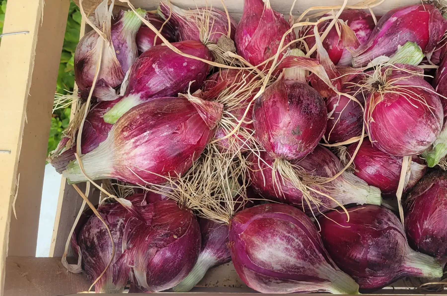 Petits oignons crus rouges bio