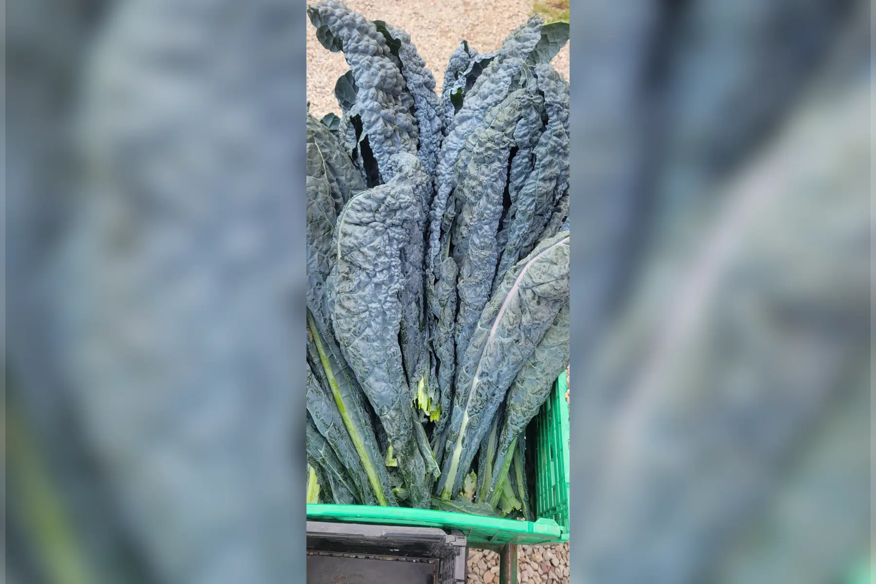 chou feuille noir de toscane bio