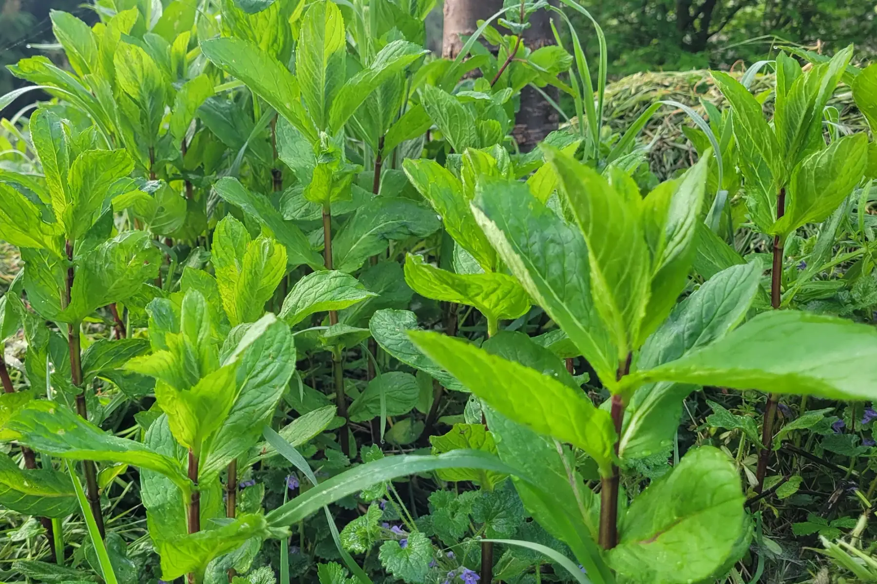 bouquet de menthe bio