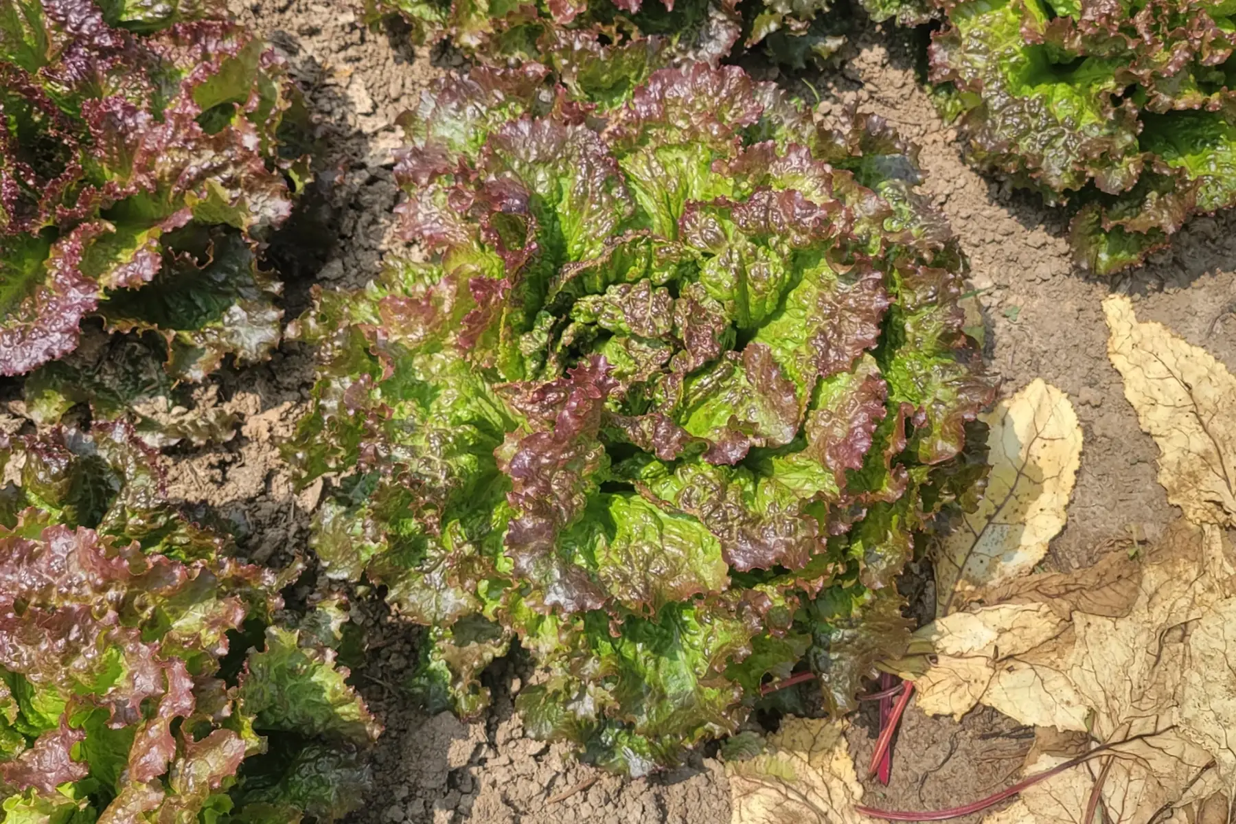 salade grenobloise bio