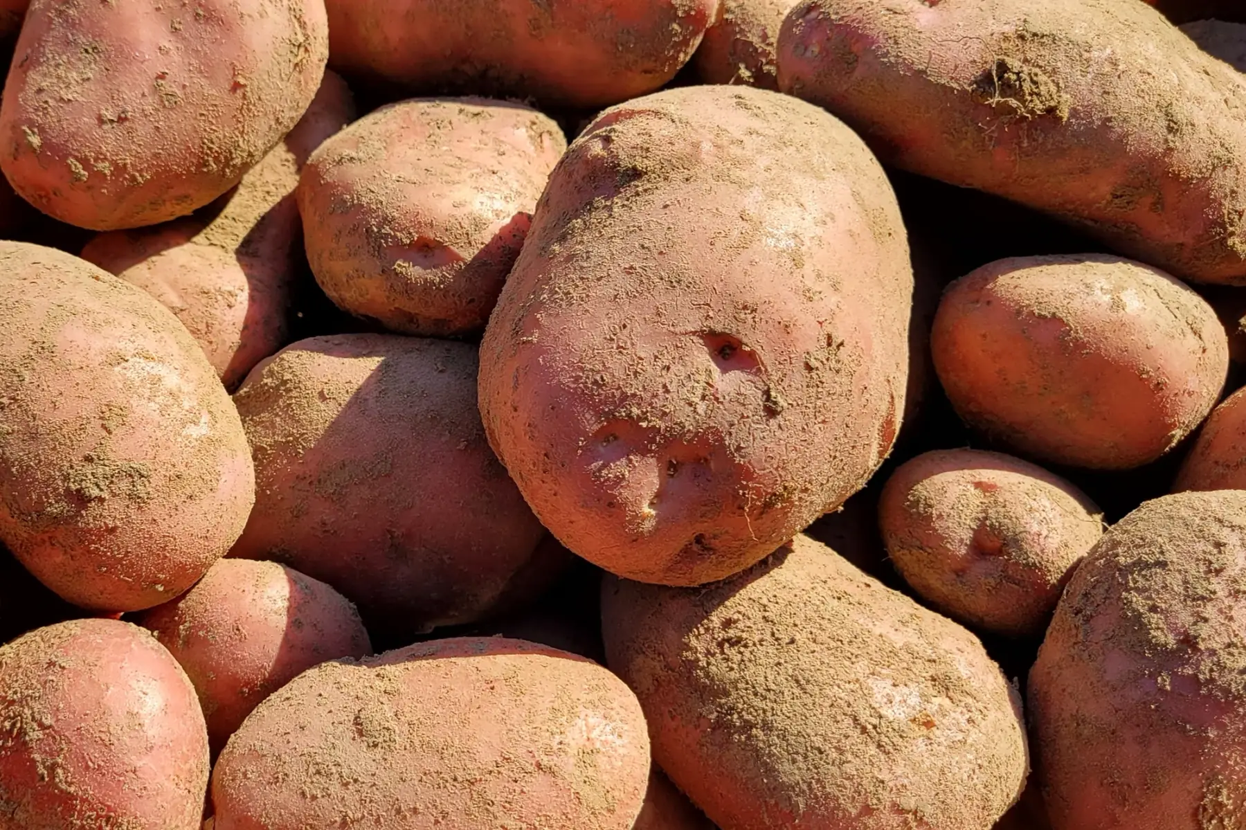 pomme de terre bio - variété désirée gros calibre