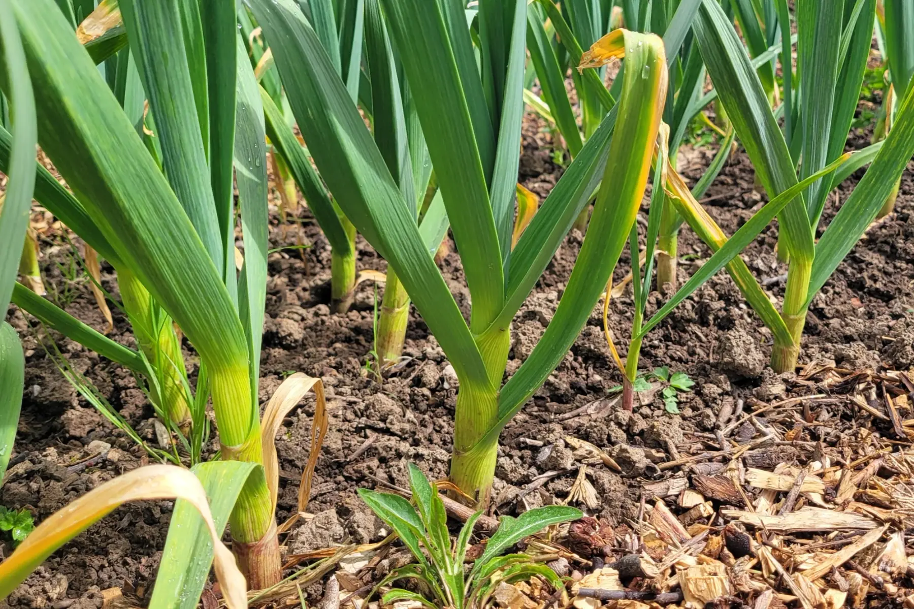 aillet (ail nouveau)