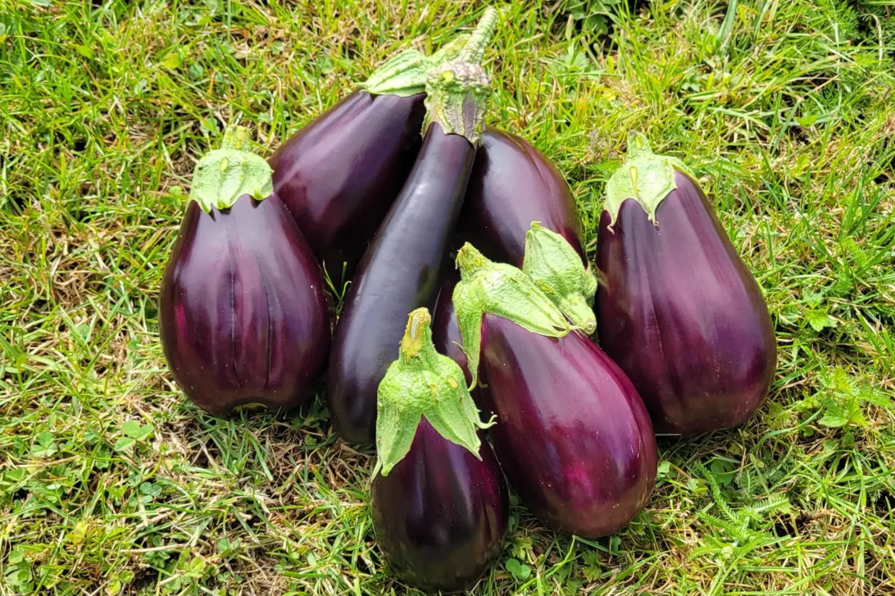 aubergines bio